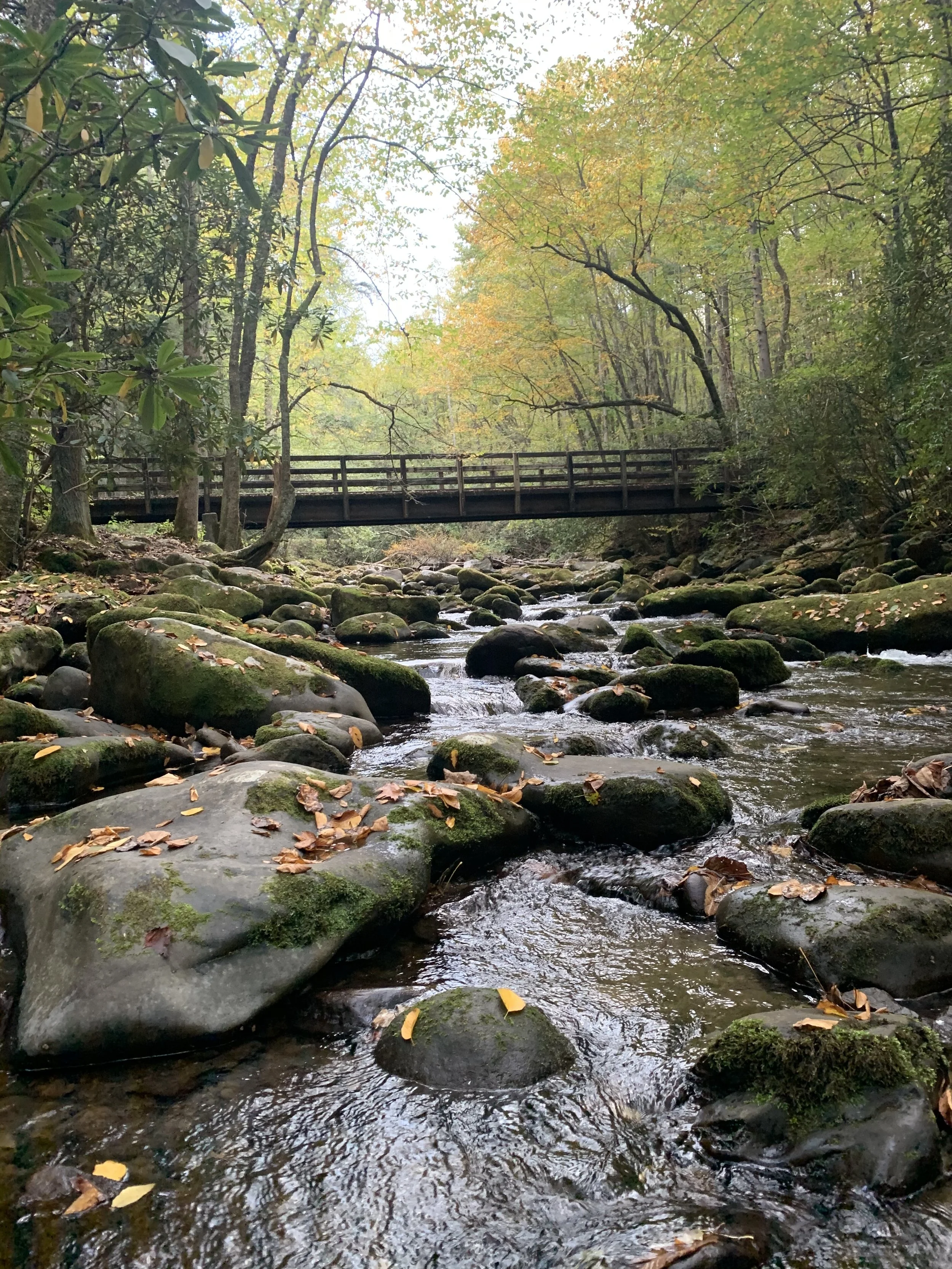 1413: Meditation/Visualization: A Walk Toward Connection