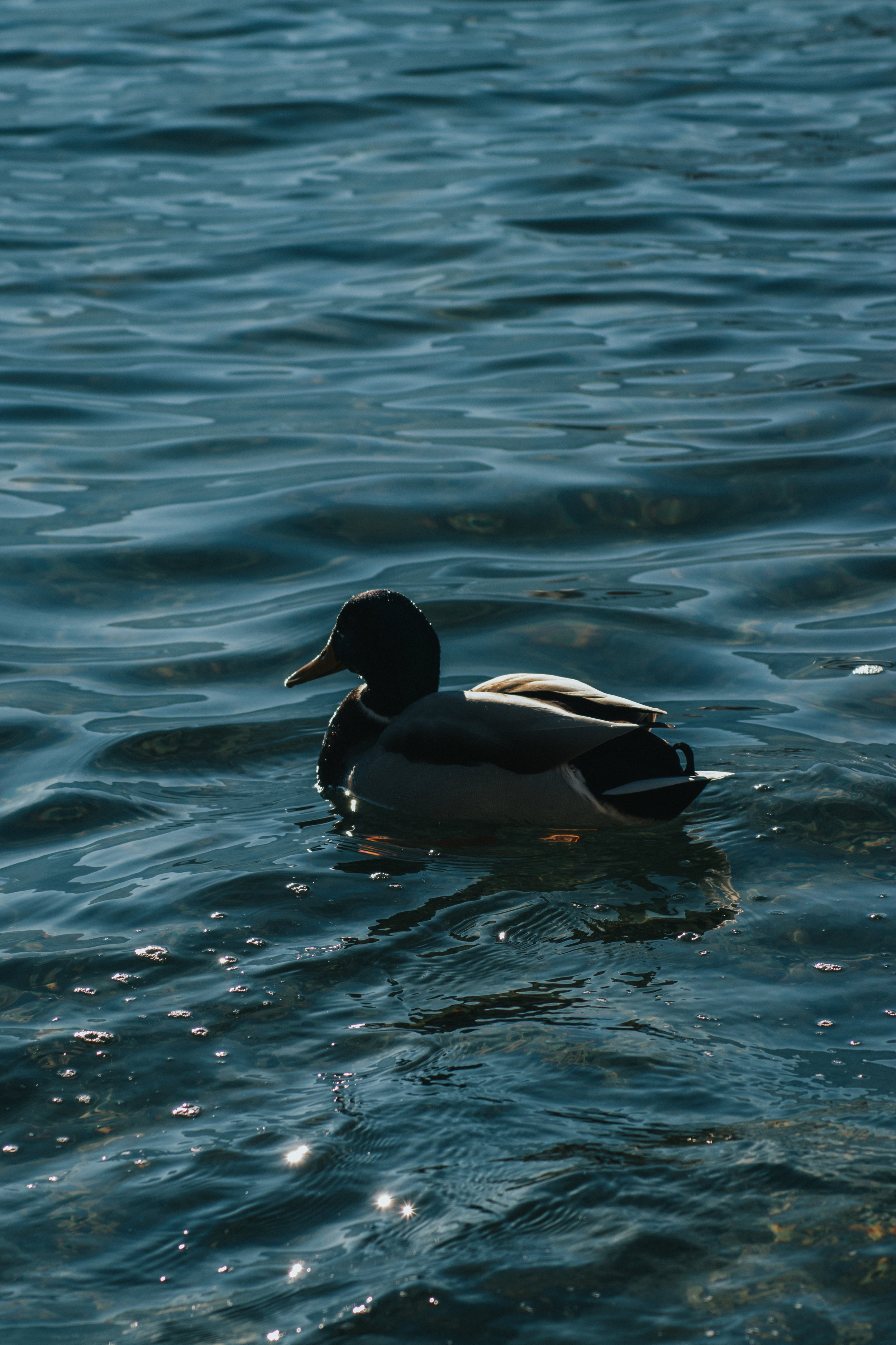 1104: Lucky Duck: Finding Your Sanctuary