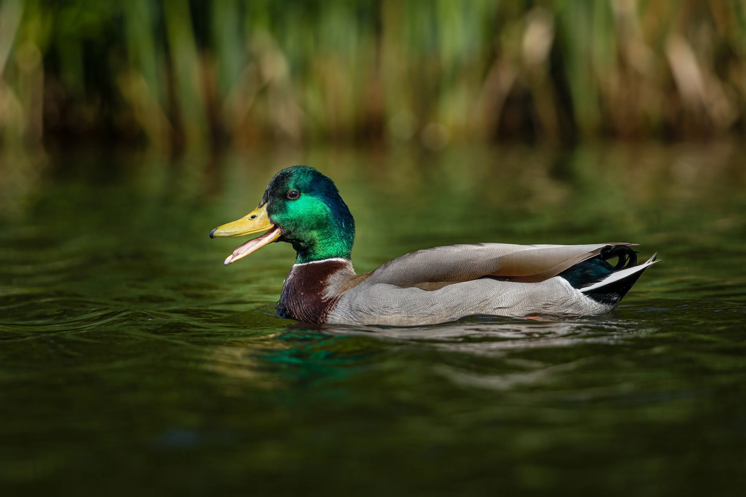 1372: Like a Duck to Water