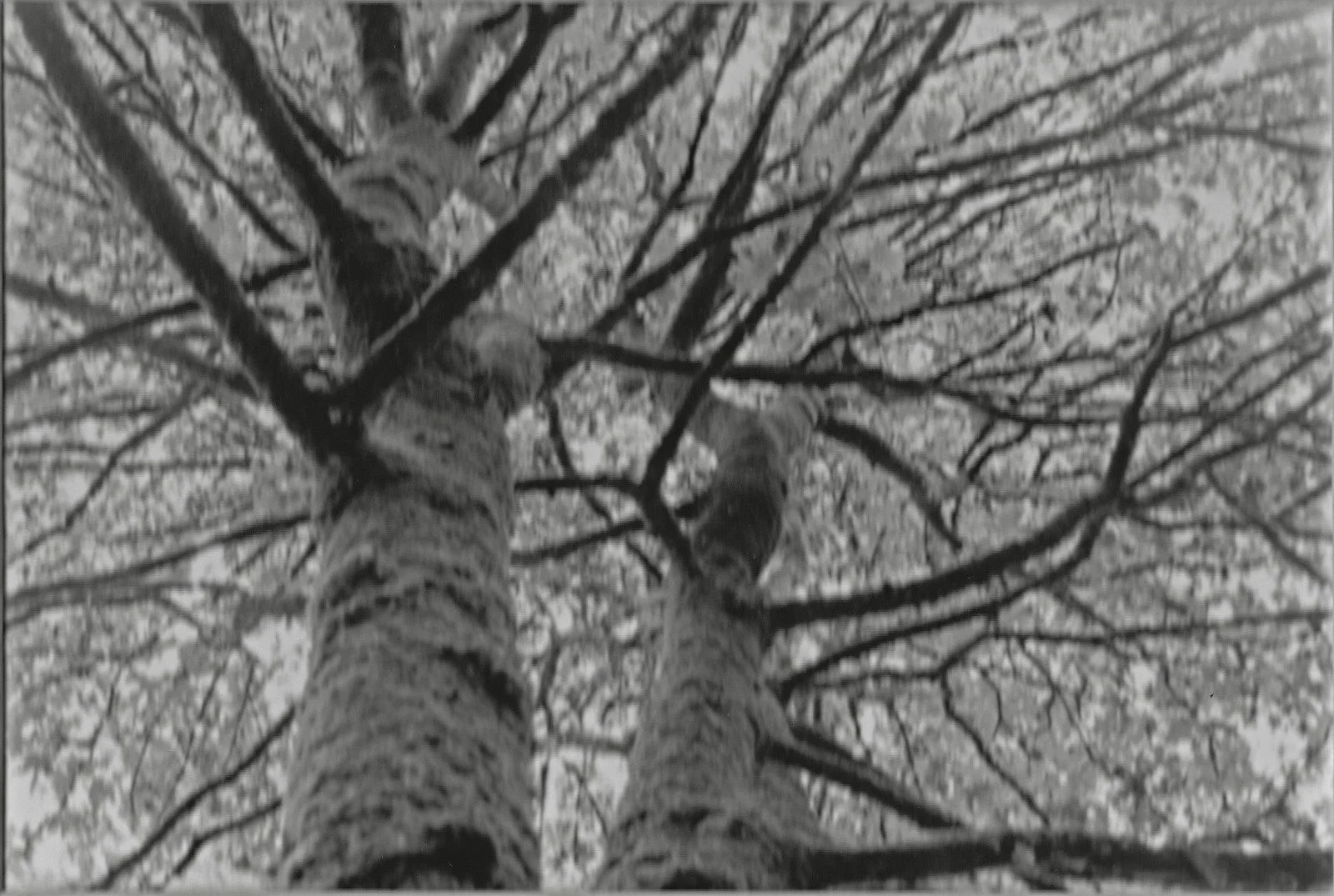 Tree Sweaters