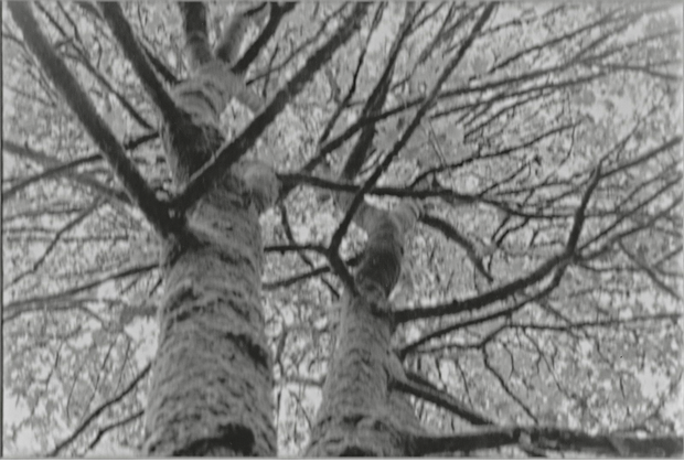 "Tree Sweaters"