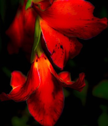 Red Lily Best in Show