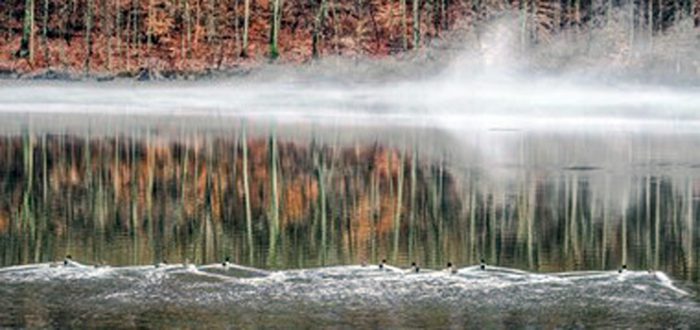 Foggy on the Pond