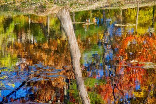Fall Reflection