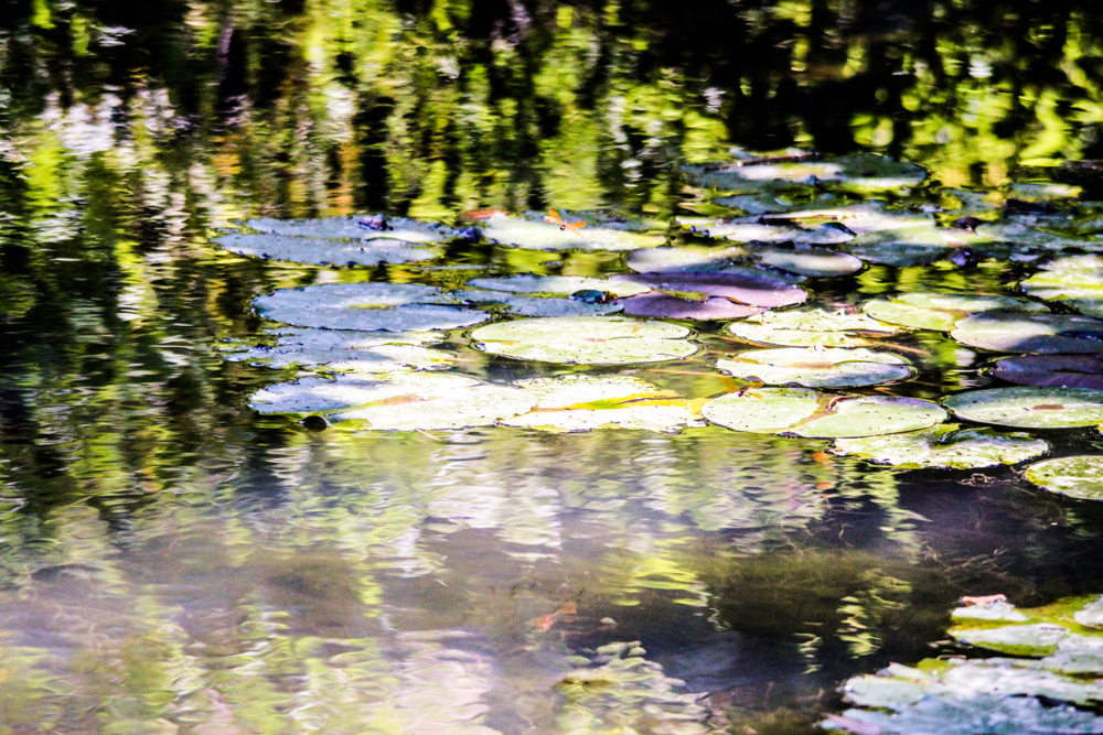 Lily Pond