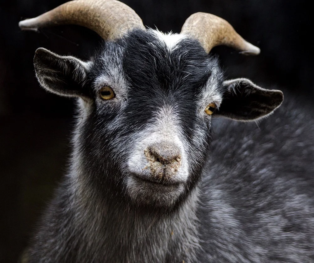 king_ Serene Pygmy Goat_11x14x1_$100_no.1.jpg