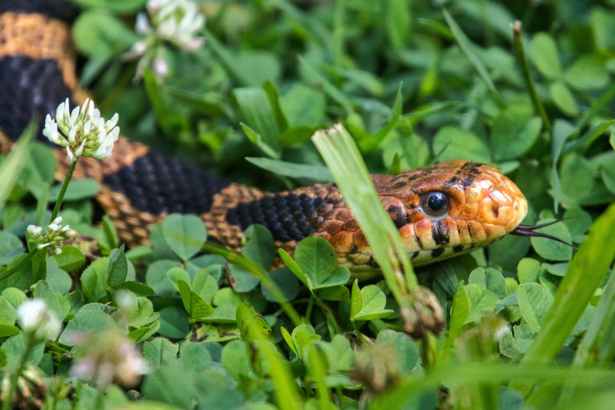 King_Snake in the Grass_11x17x1_$100_no3.jpg