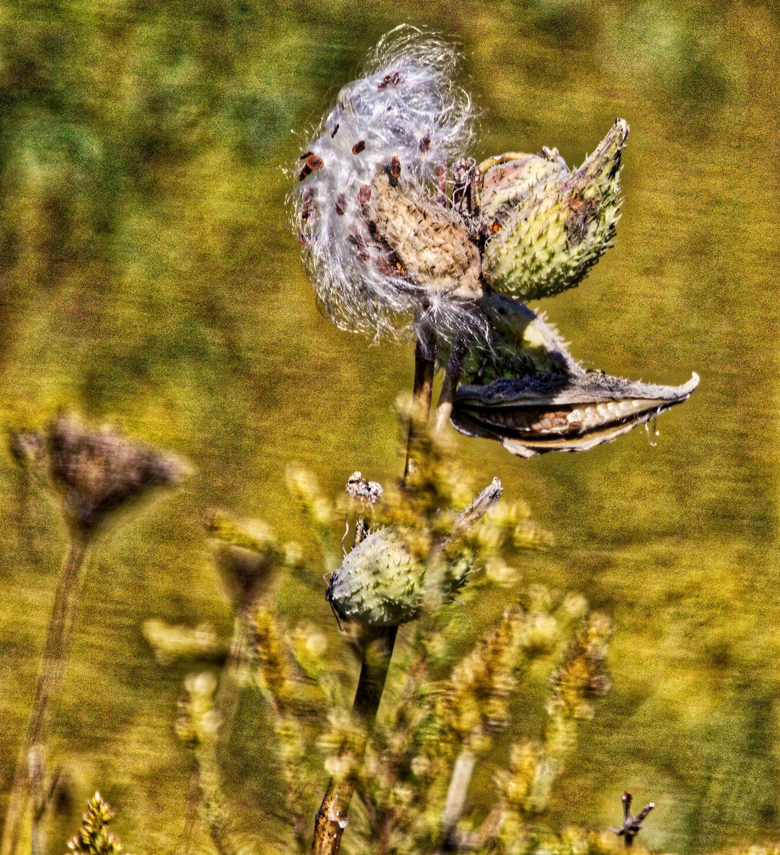 Milkweed Pods