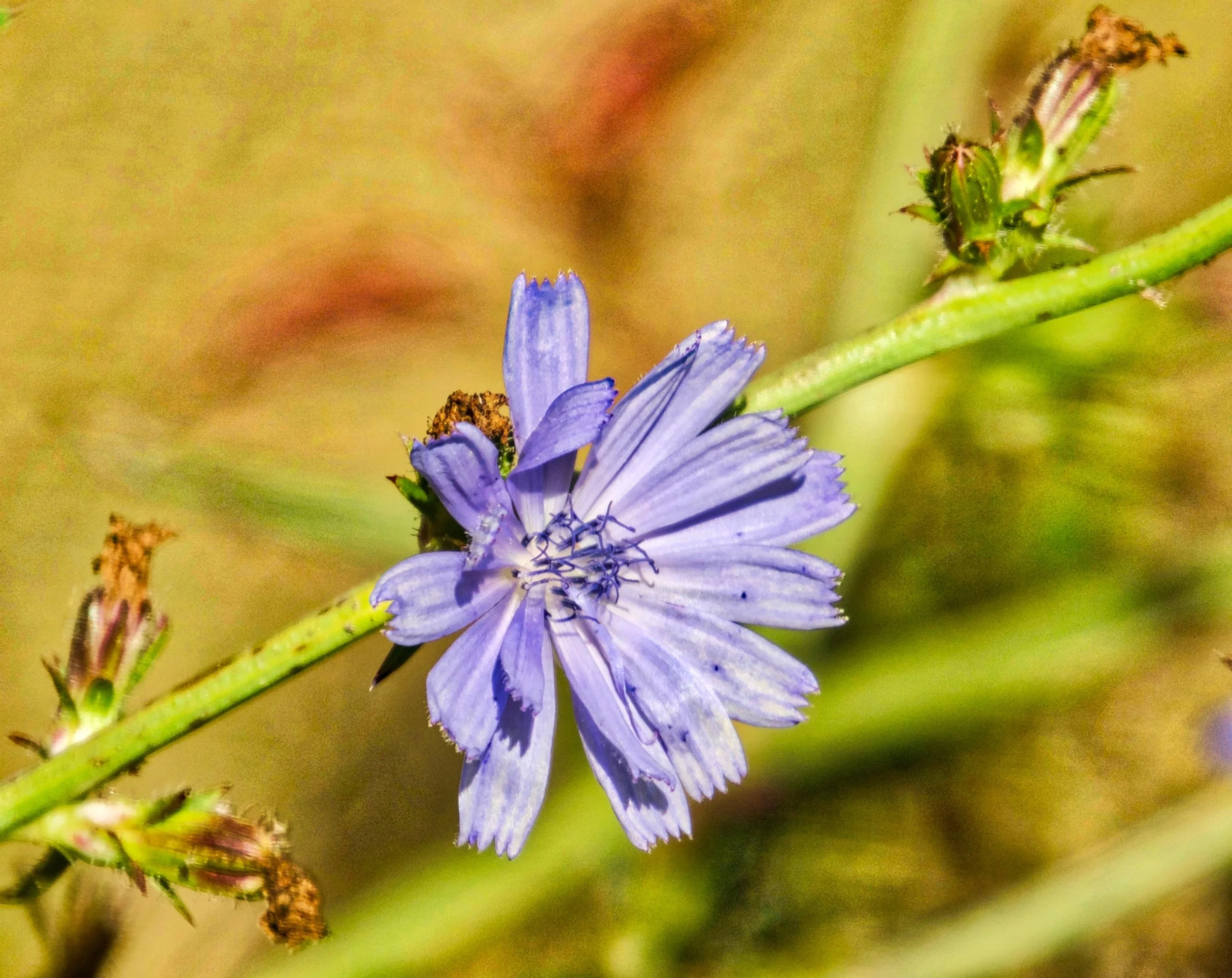 Wildflowers