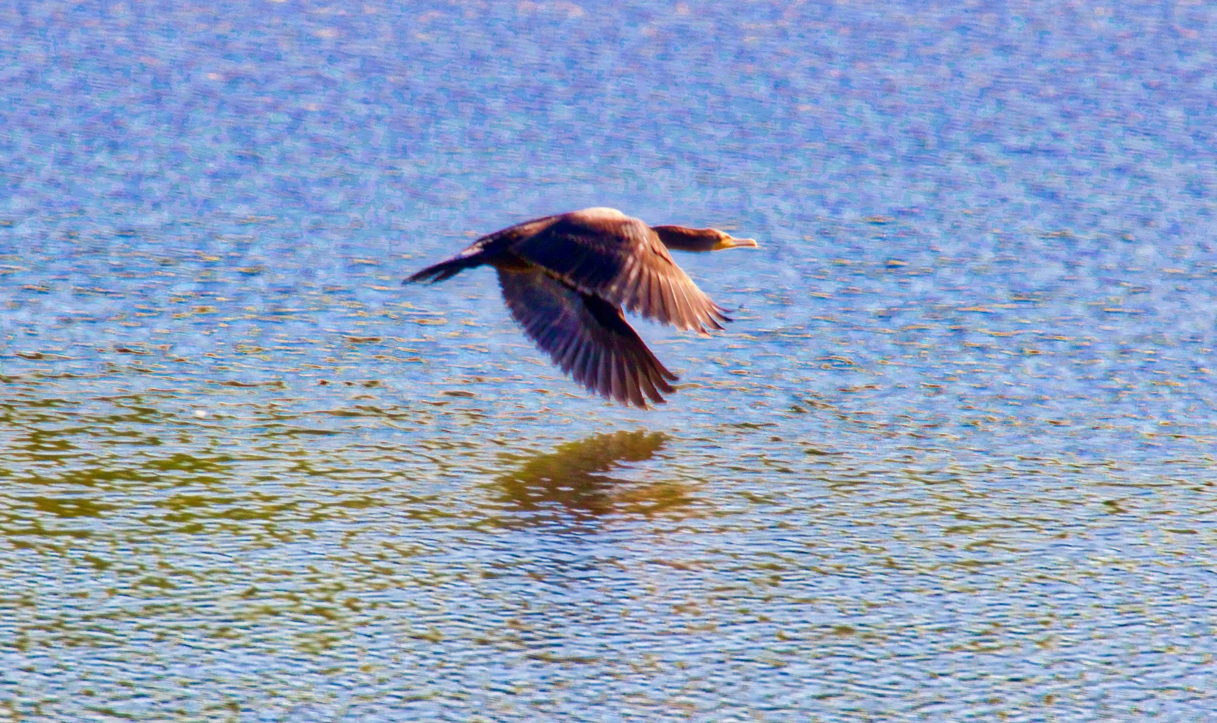 Double-Crested Cormorant