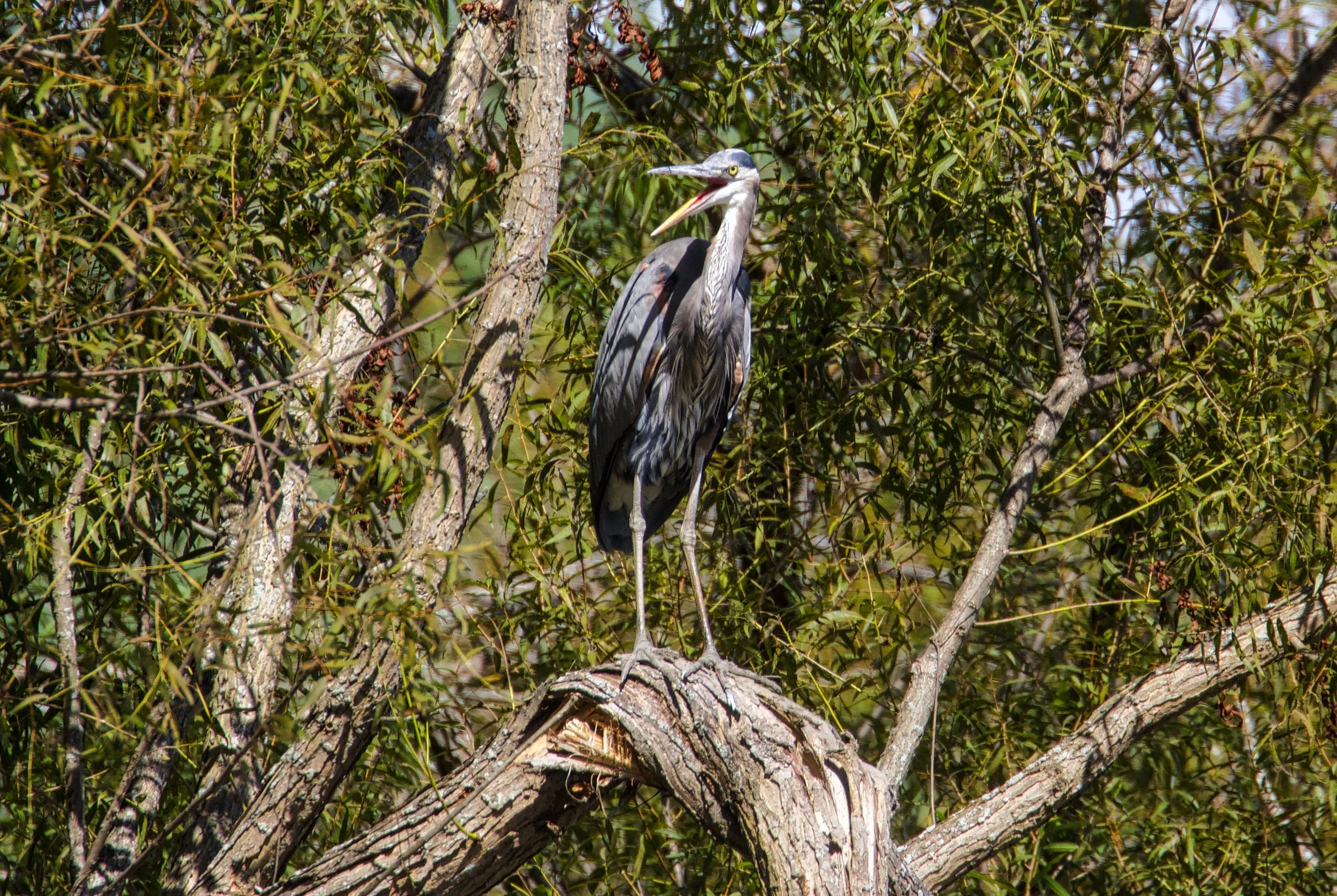Great Blue Heron