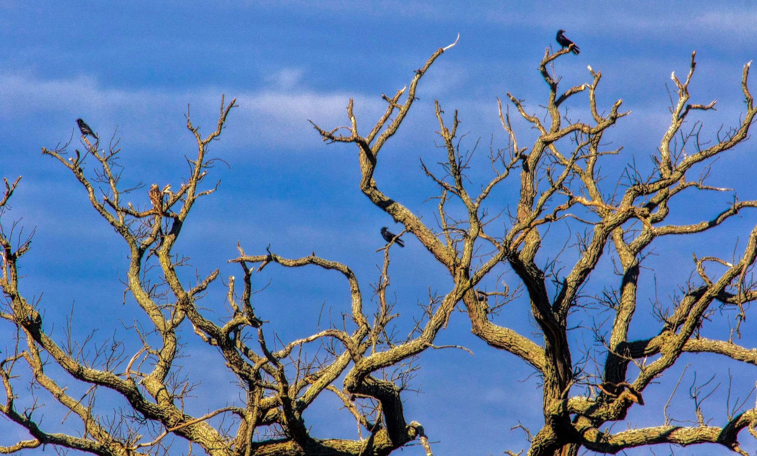 Crows Hanging Out in a Tree