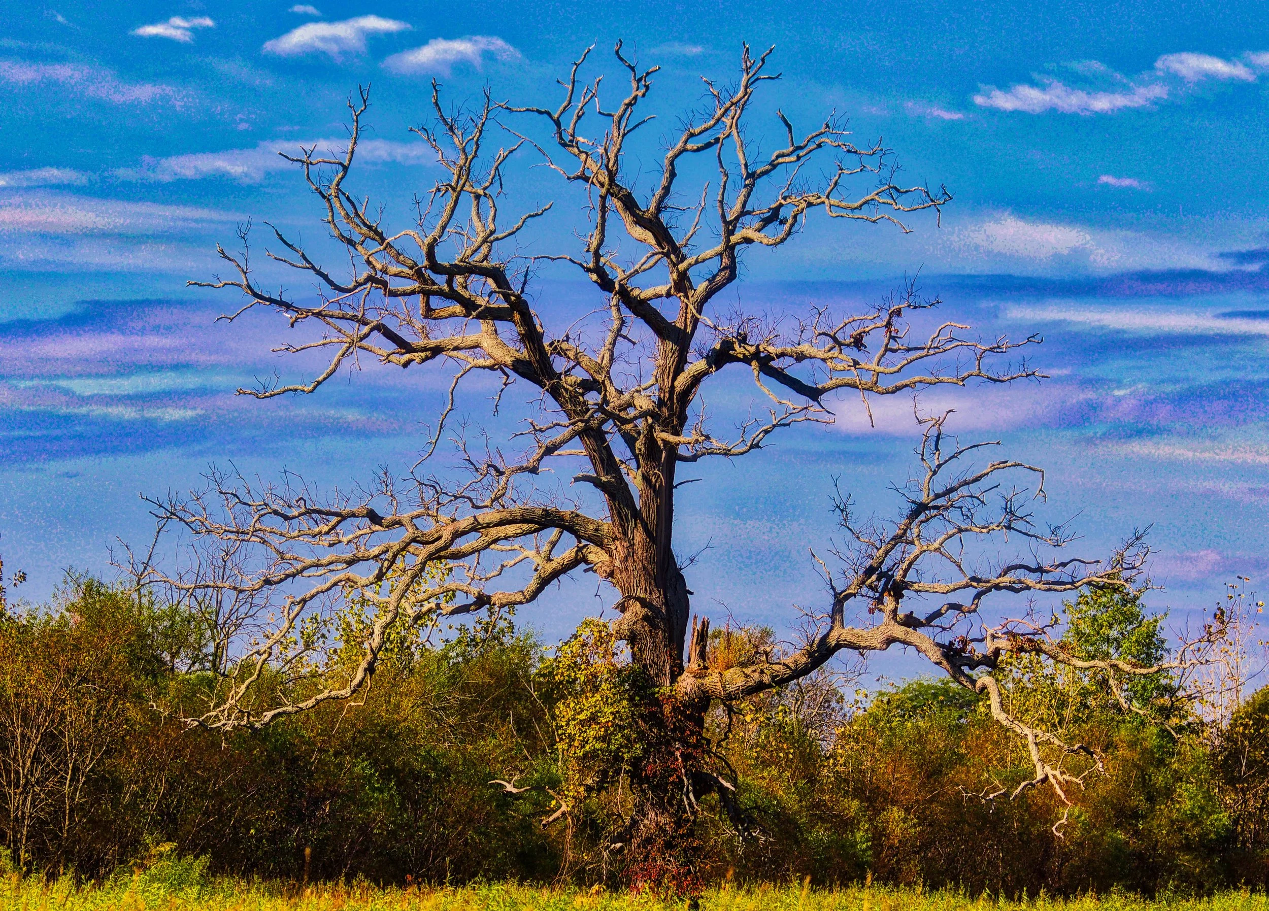 A Favorite Tree