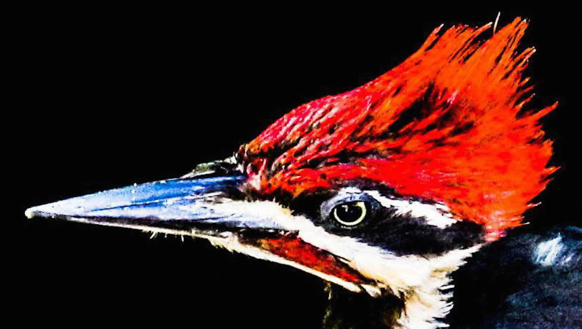 Pileated Woodpecker — In My Backyard