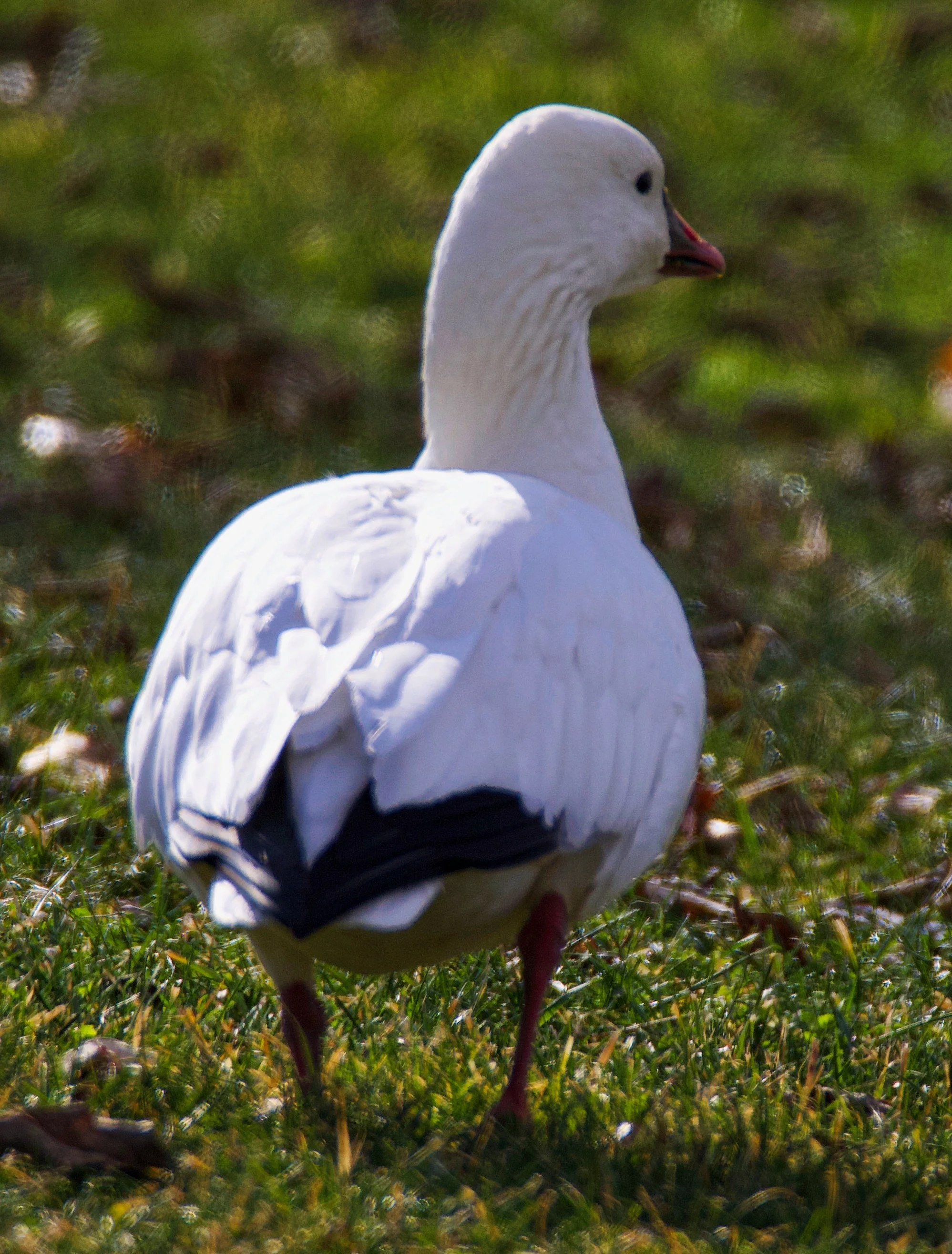 _60A5517.jpg