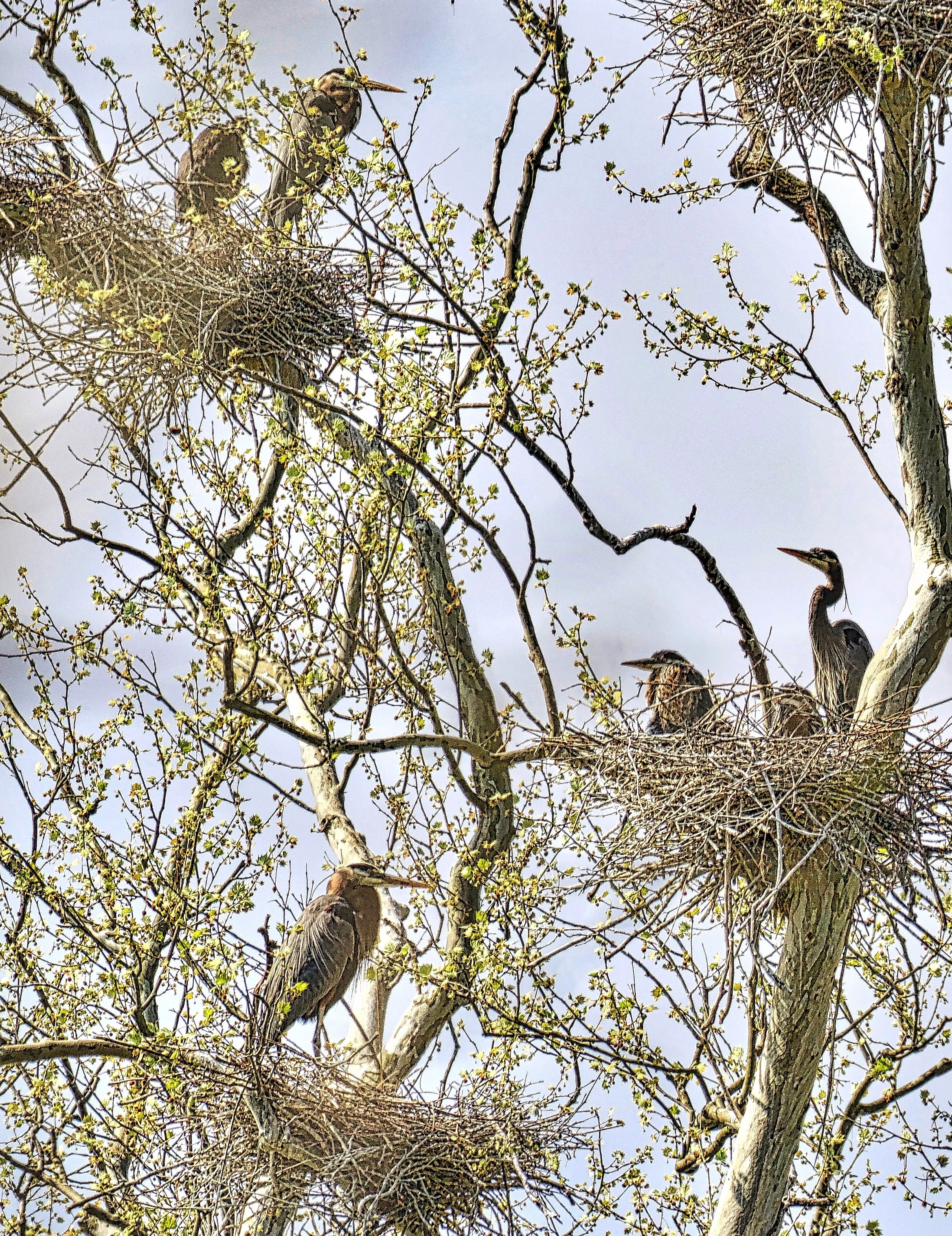 Rips Rookery Heron Rookery