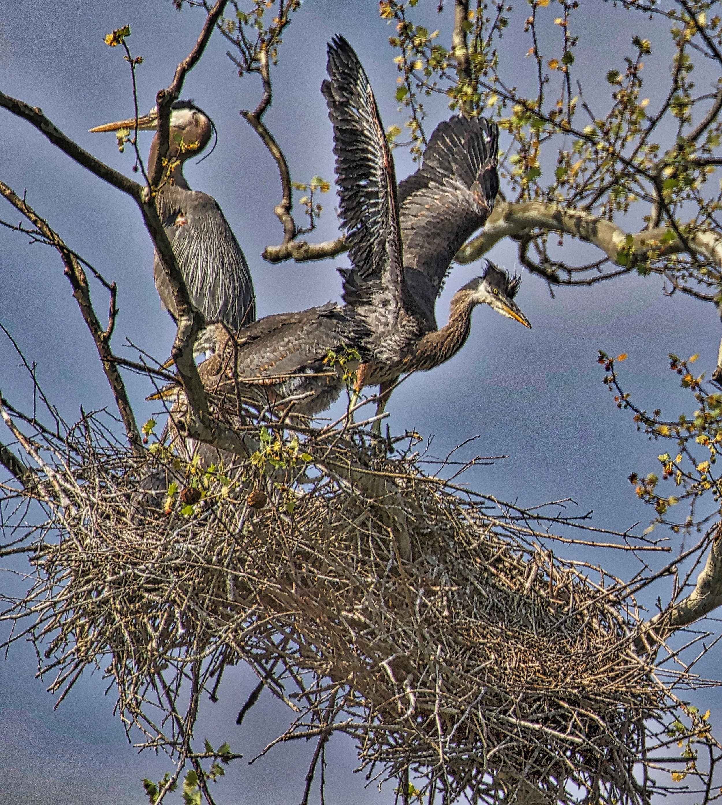 Heron Rookery