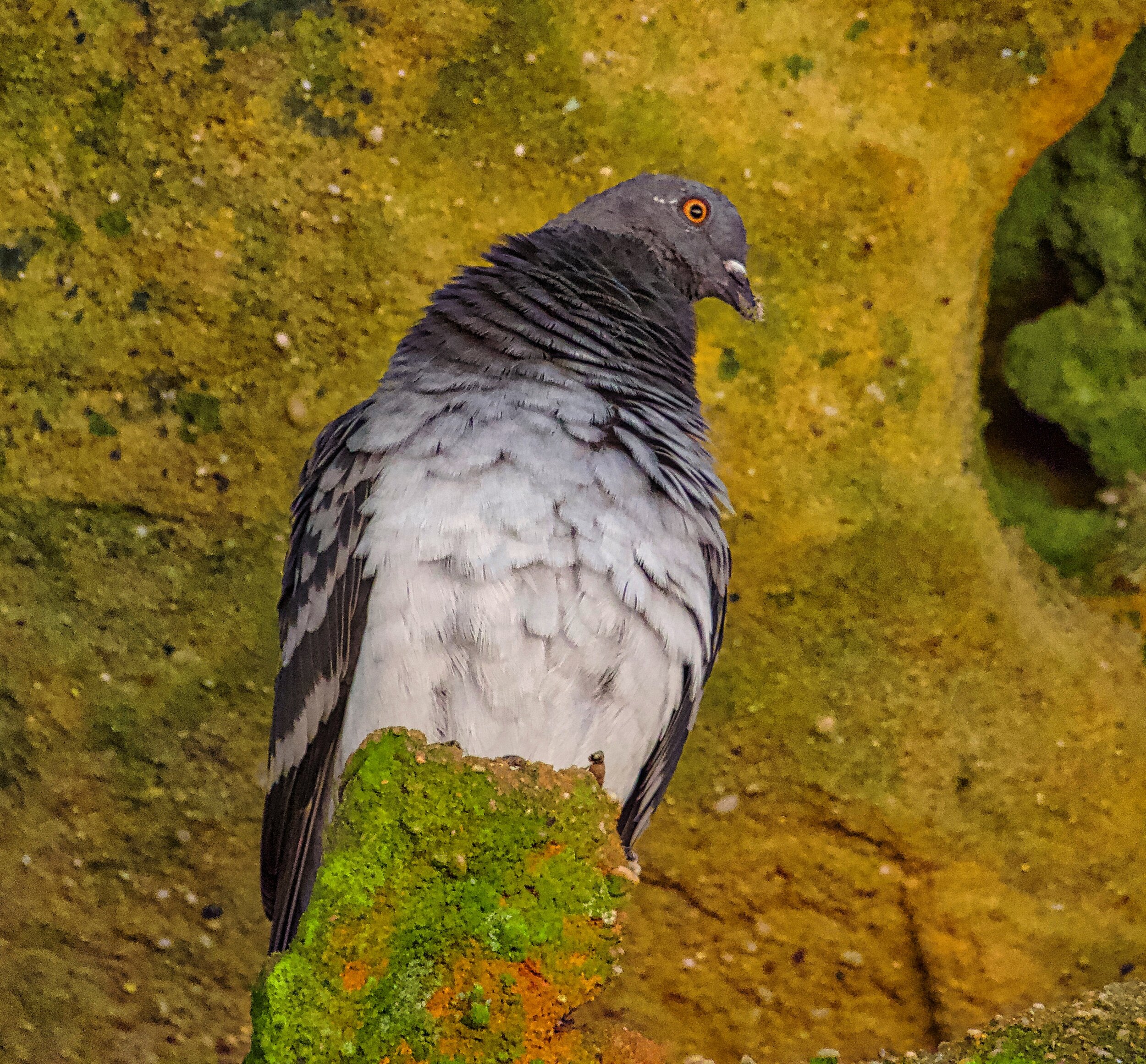 Rock Pigeon Identification, All About Birds, Cornell Lab of