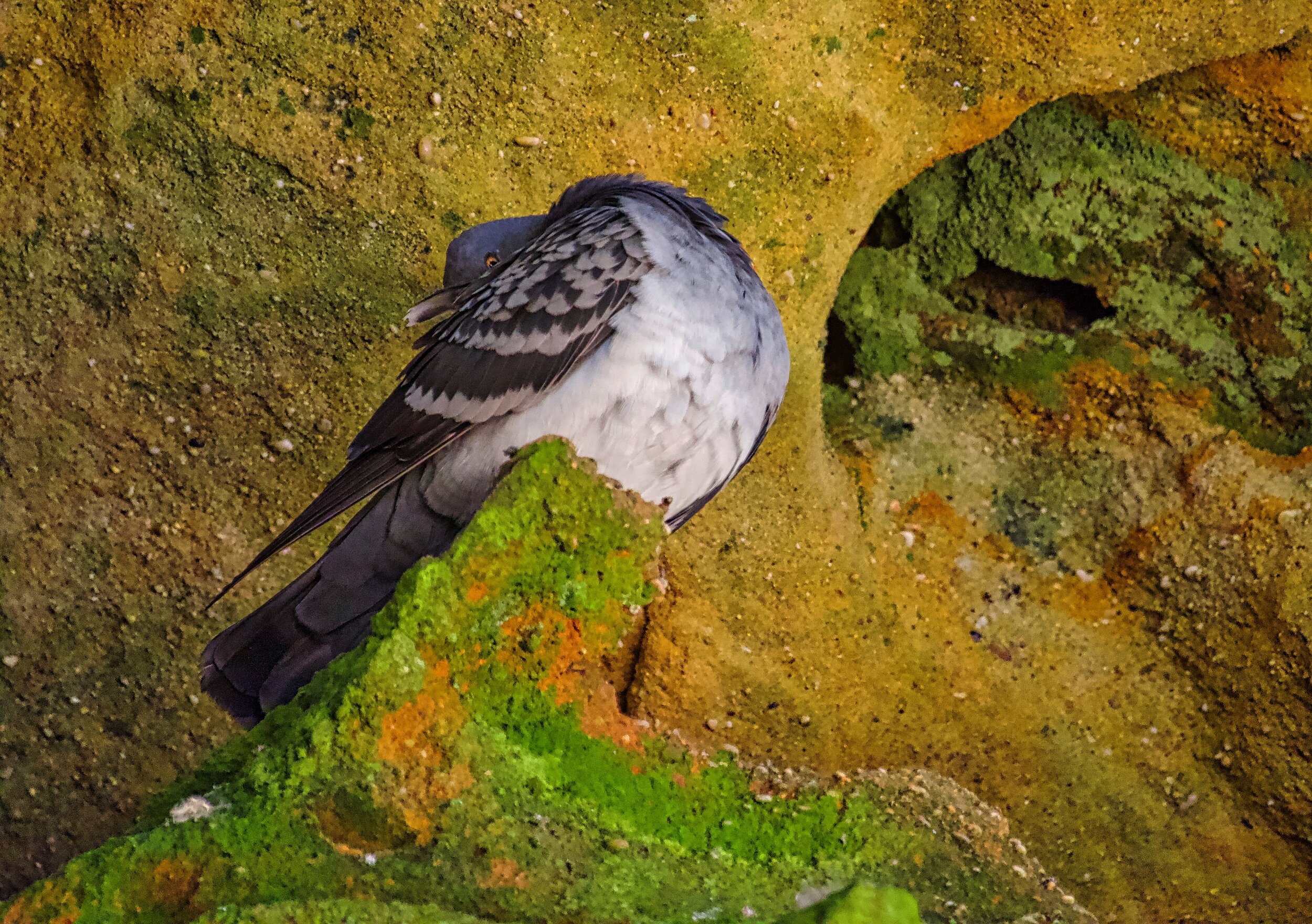 Rock Pigeon  National Geographic