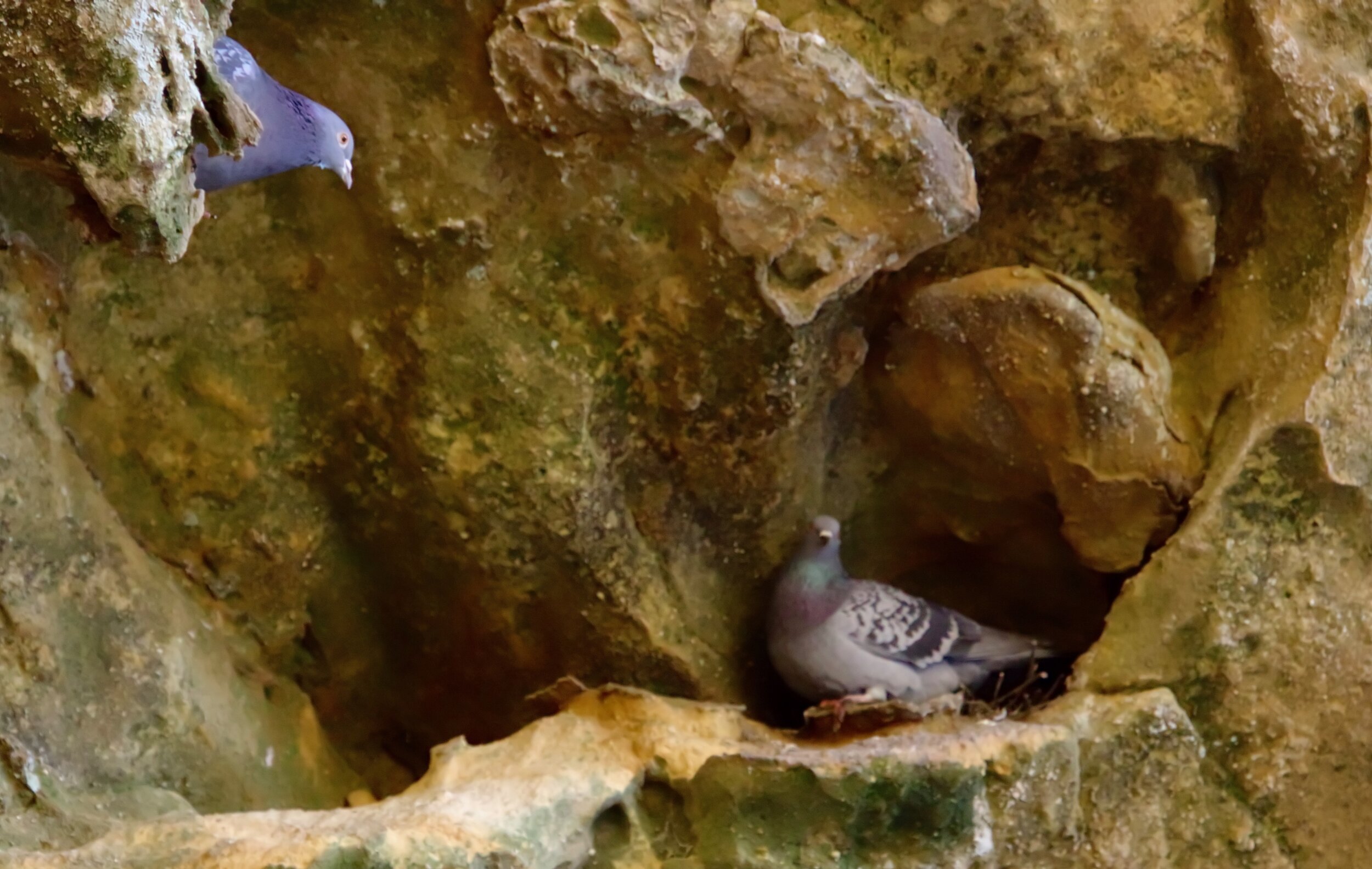 Rock Pigeon  National Geographic