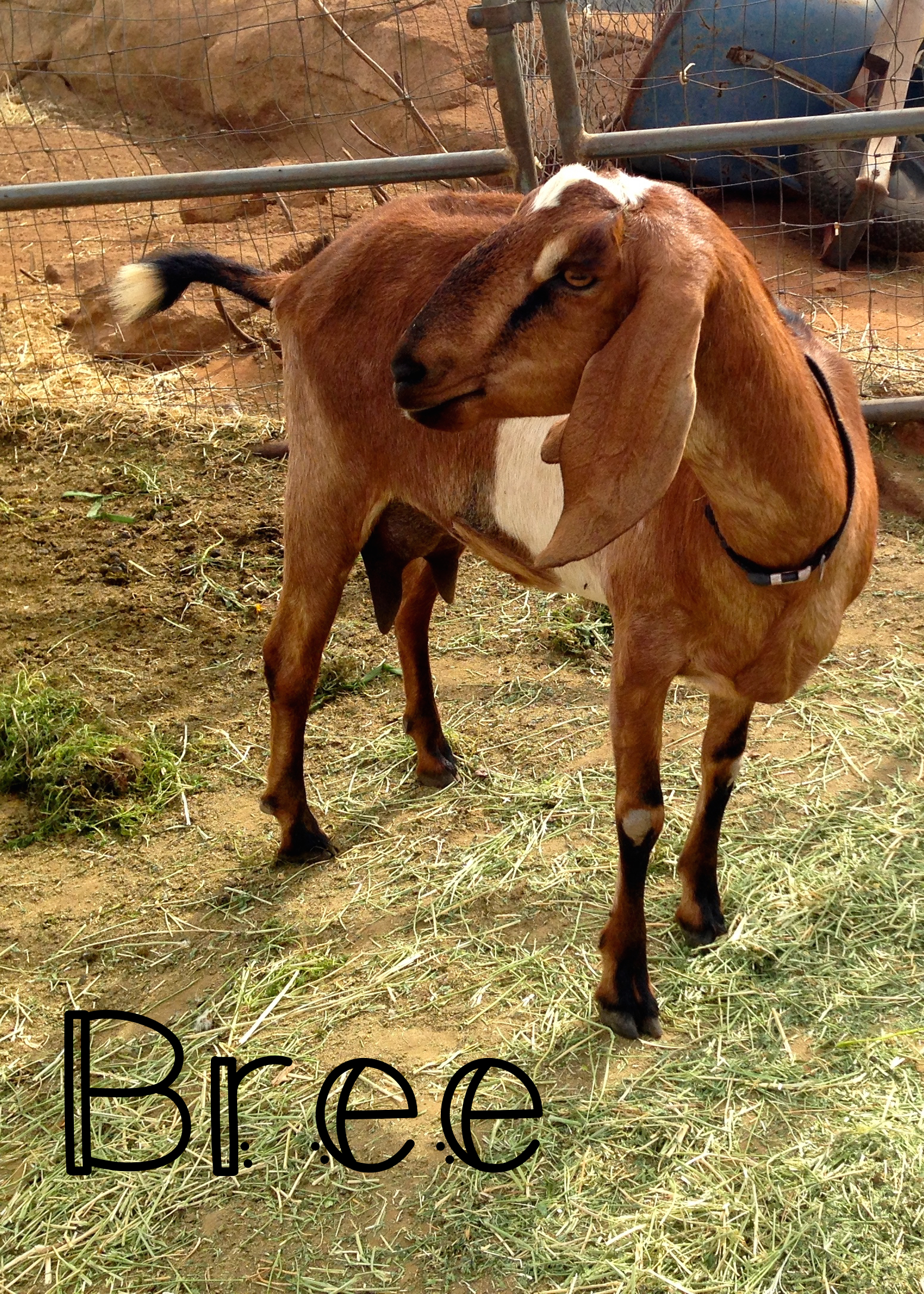 Bree – Bree is a second freshener this year, so this is only her second year being milked. She is a sweet, beautiful doe and I absolutely adore her. She is mother to Sage and Kaylee. Bree brings several great things to my foundation stock: gentle temperament, delicate/refined confirmation (known as Dairy Character/Strength in the show ring), a long frame, good milk capacity (producing about a gallon a day), easy to hand milk, and quietness (Nubians are known for being extremely vocal).