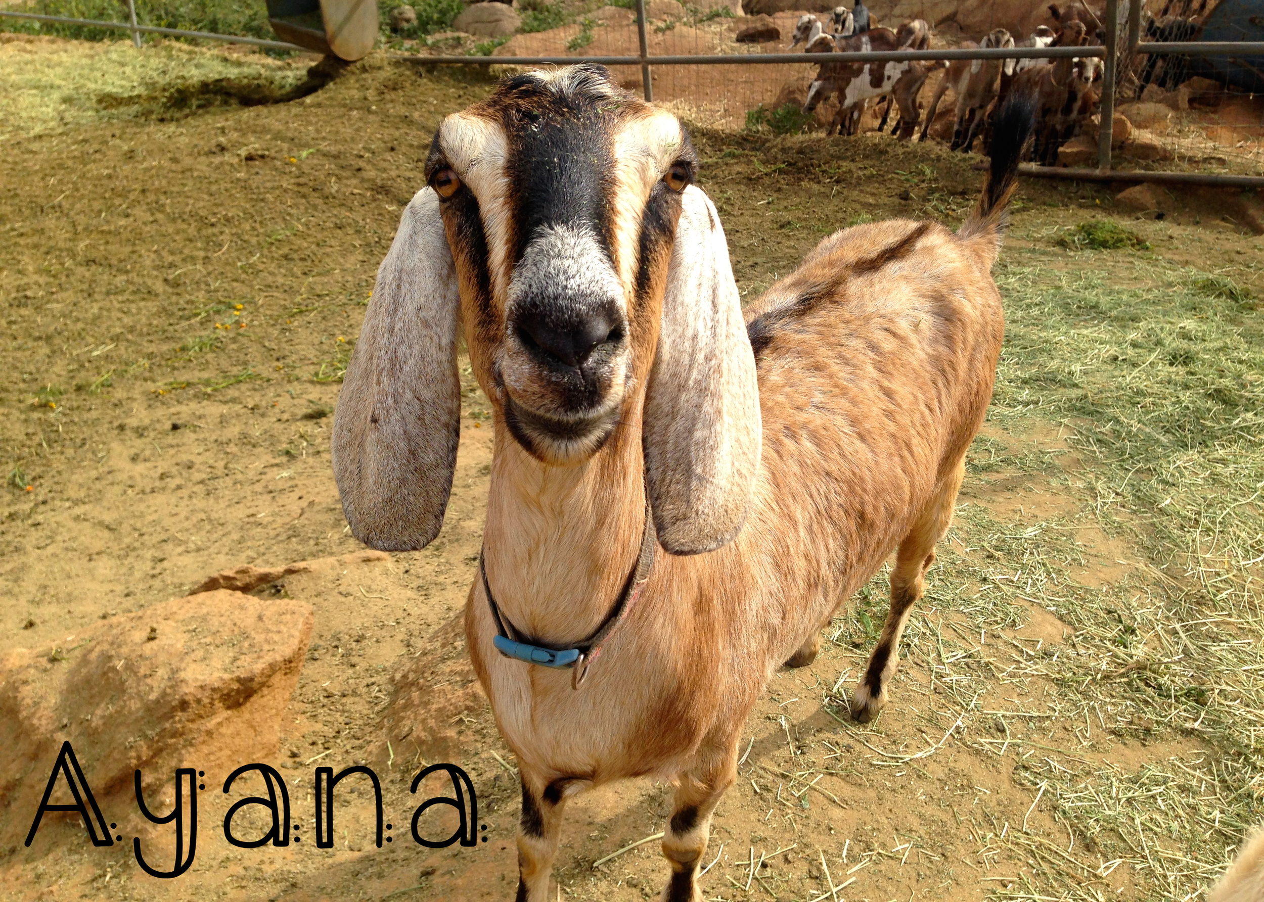 Ayana – Ayana is also a second freshener this year, she is mother to Honeysuckle. Ayana is quite the character; she is a ham for attention and will love you forever if you scratch her neck. Although Ayana is a little noisier than Bree, she has some wonderful traits that I would like to keep in my herd: friendly temperament, great milk capacity (Ayana gives about a gallon a day, her mother gives over a gallon and a half!), and very easy to hand milk.