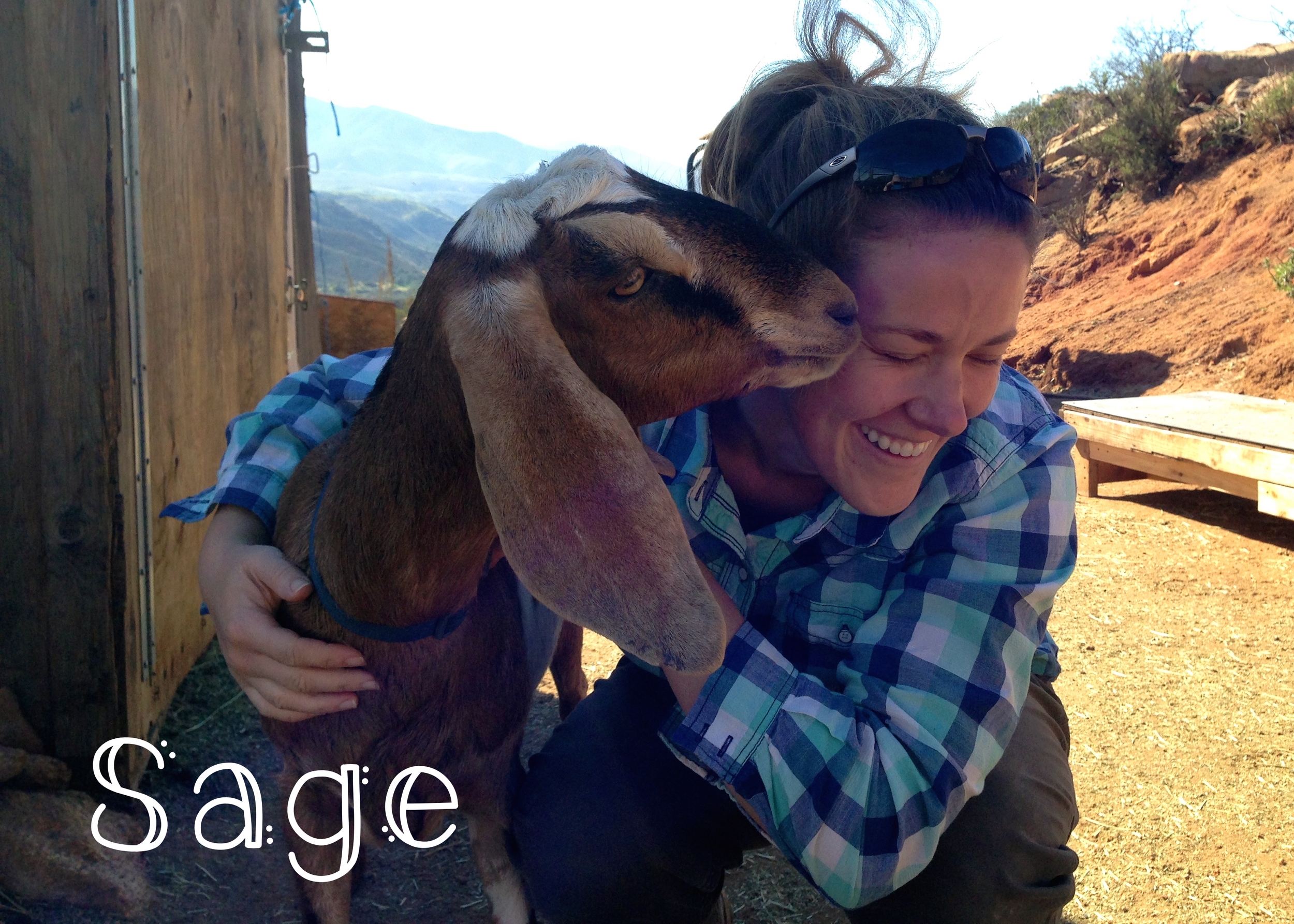 Sage – Sage is a yearling doe who hasn’t been bred yet. Sage takes after her mom, Bree, quite a bit! She is sweet and has delicate features. Sage has already learned how to get up on the milk stand and stand quietly, and I can’t wait to milk her next year.