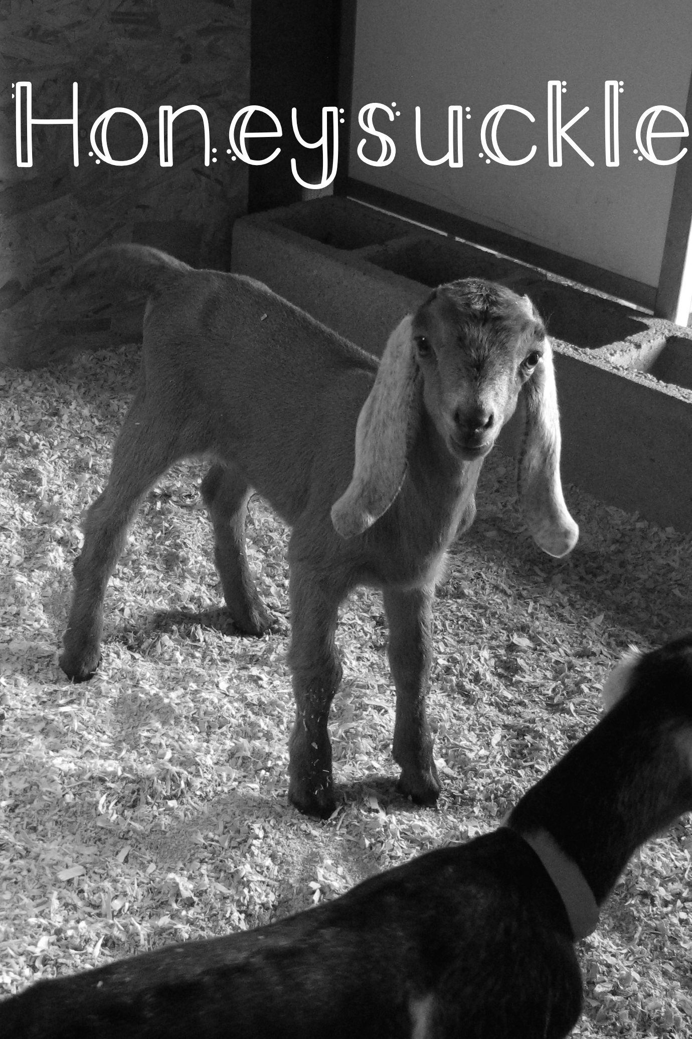 Honeysuckle – Honey was born to Ayana this year, she’s an only child and already a little spoiled. Honey has the most beautiful, long, bell shaped ears and is solid colored.