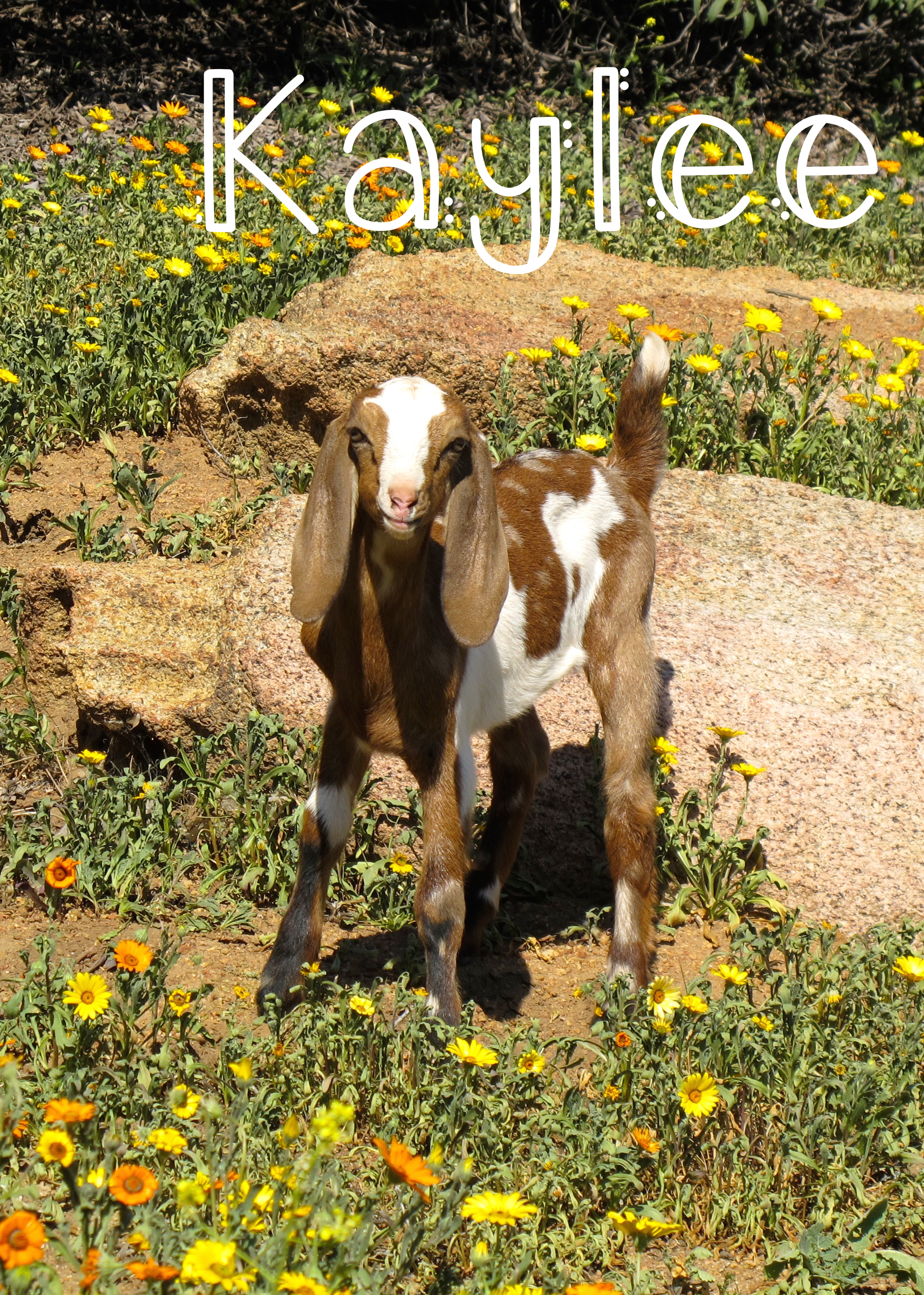 Kaylee – Kaylee is Bree’s daughter, and she is named after the character from Firefly. Kaylee got all my favorite colors in one adorable baby goat: solid brown ears, white blaze on her face/nose, large patches of white on her body, and moon spots on her brown patches!
