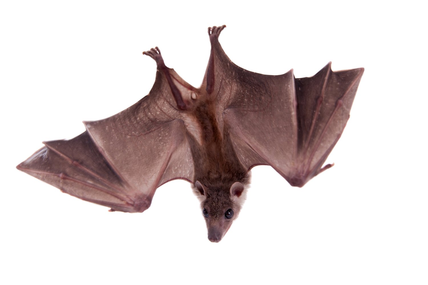 Rabid Bat