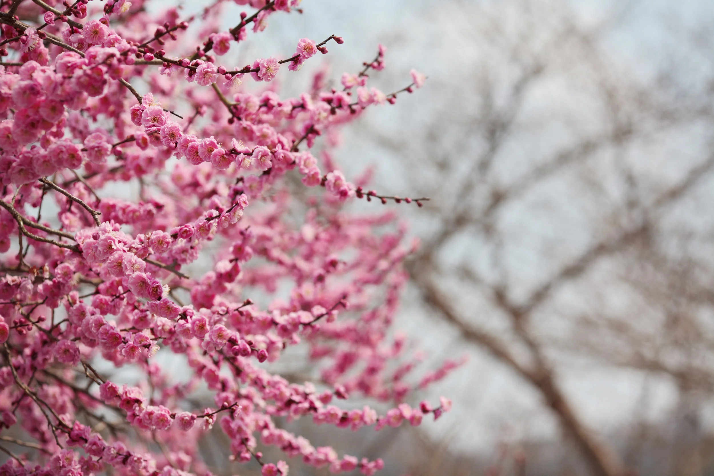 Plum blossoms blowing in the wind near Hiroshima, Japan.