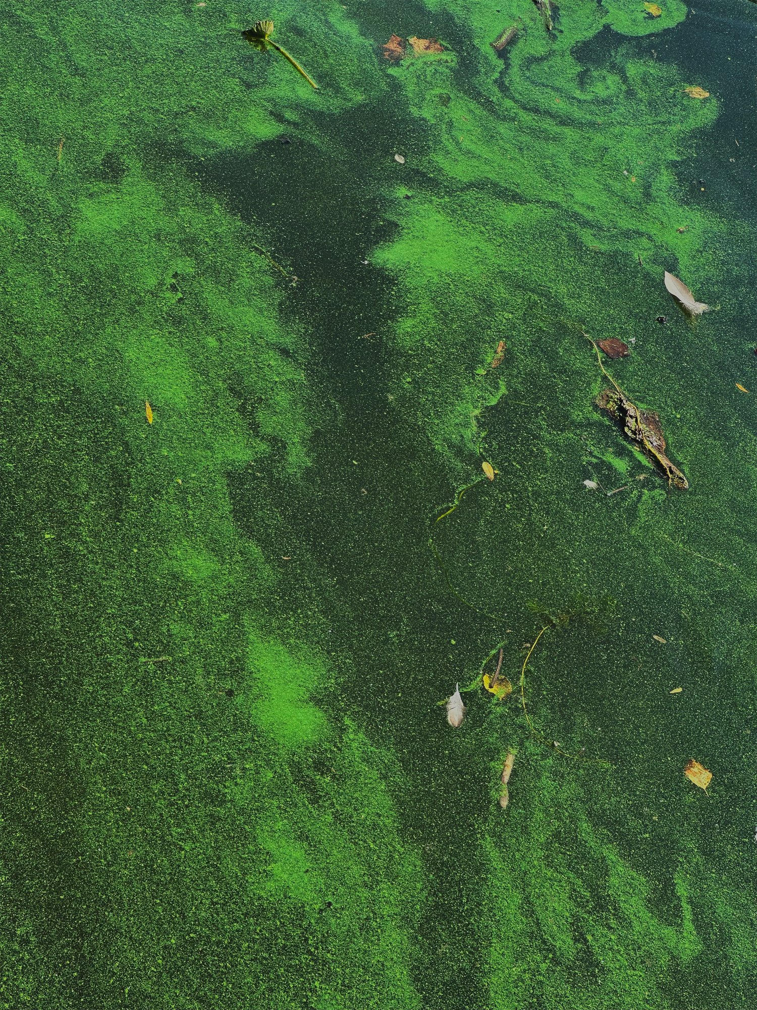 IMG_7233 copy (1).jpg