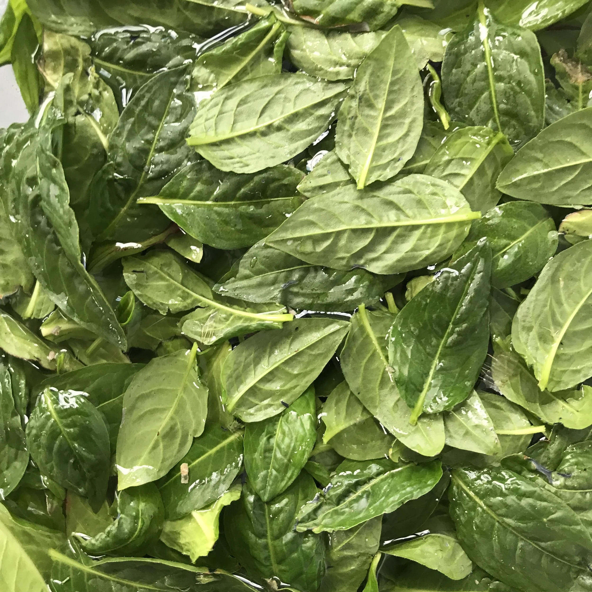 Grow Japanese Indigo from Seed