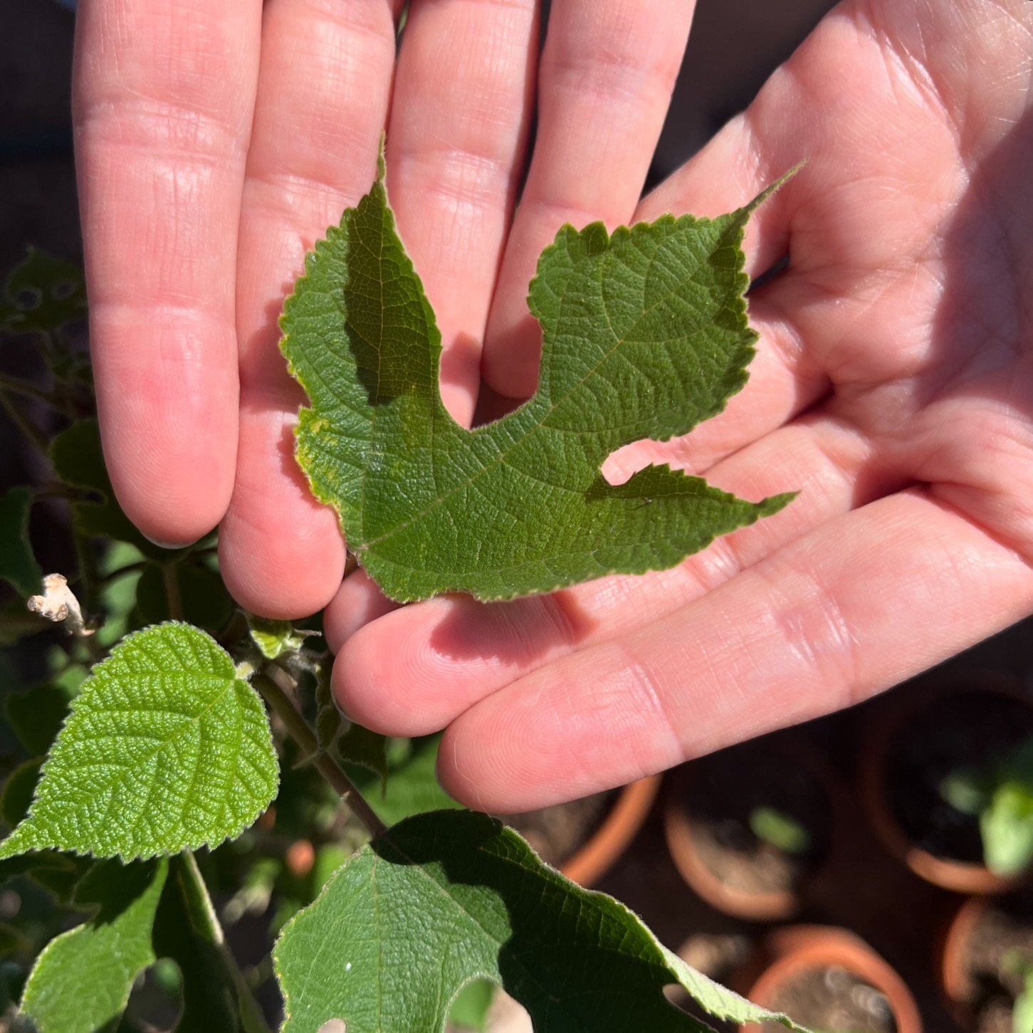 FINALLY! Paper mulberry in my home garden!
 
#papermulberry #kozo #broussentiapapyrifera #growyerown #handpapermaking #newmexicogarden