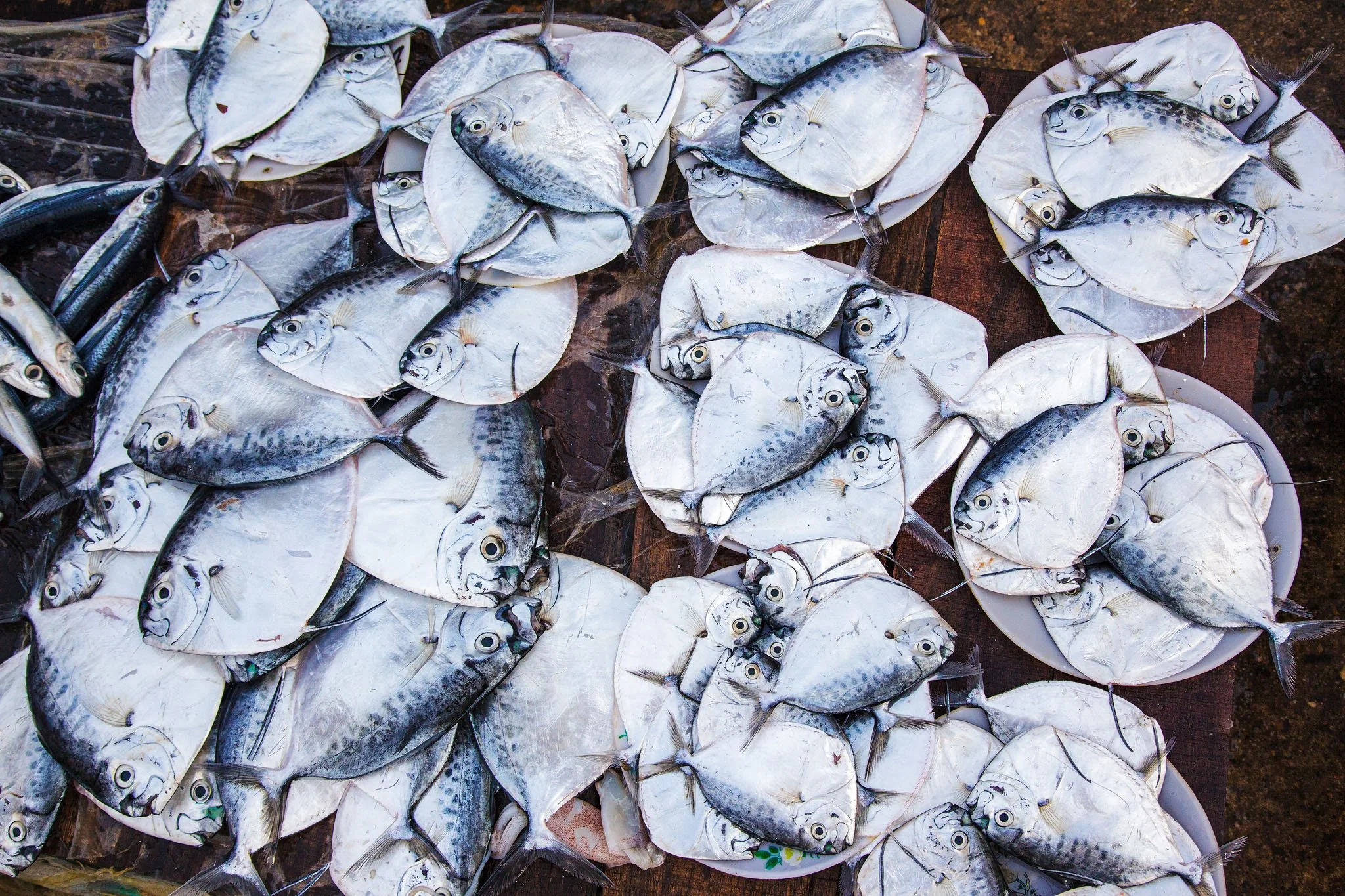 Étalage de poissons