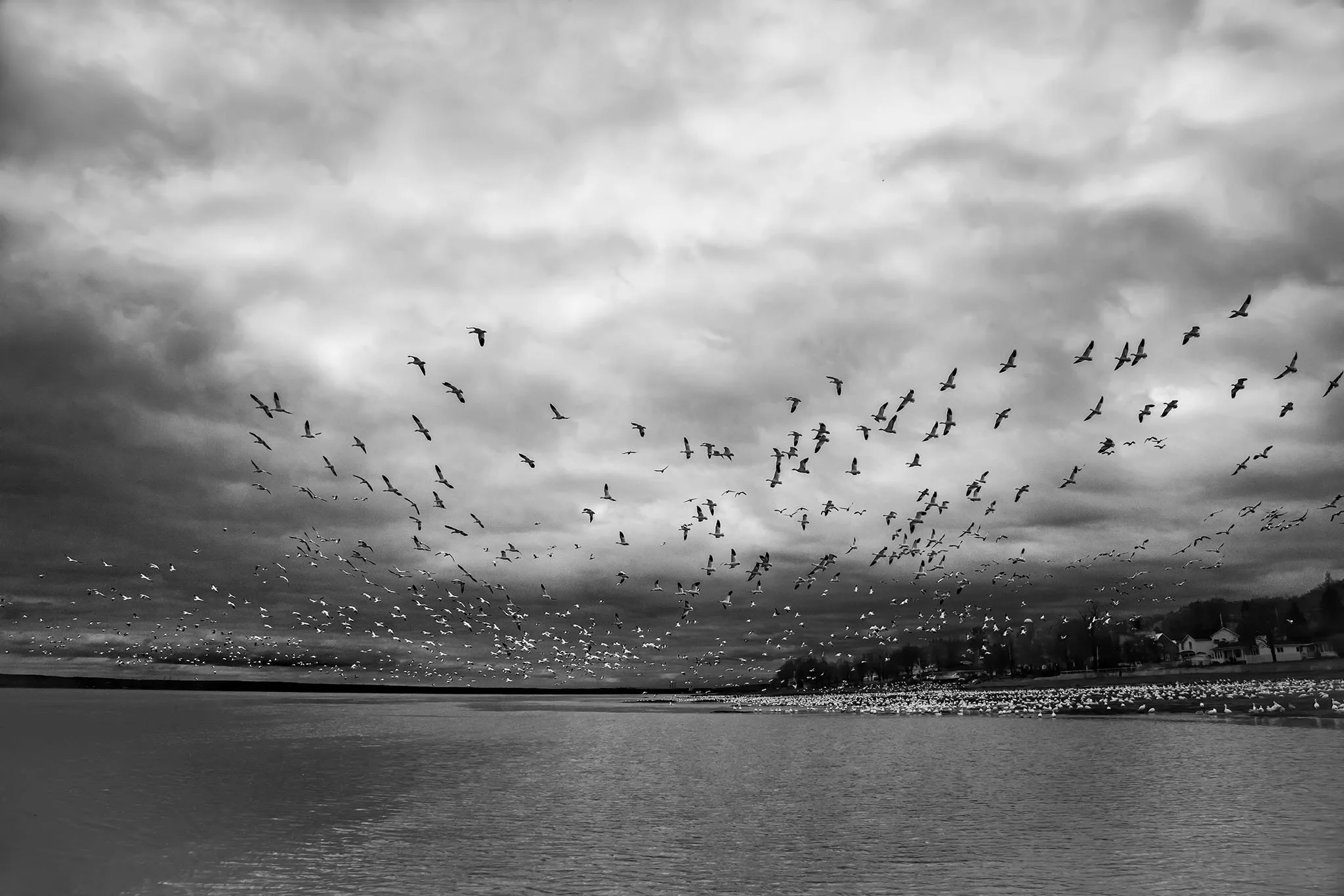 Des oiseaux de passage