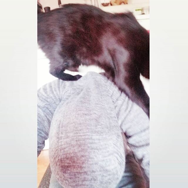 He keeps trying to jump on my #Crown 
Did you know Black Cats are really Dark #Brown 
#IGcat #catdad #kittykat #yogacat #HumanScratchingPost #Thumper #heHasThumbs #ThumbPurr #catsofinsta #vocalKitty #ChattyCat #iRyhme