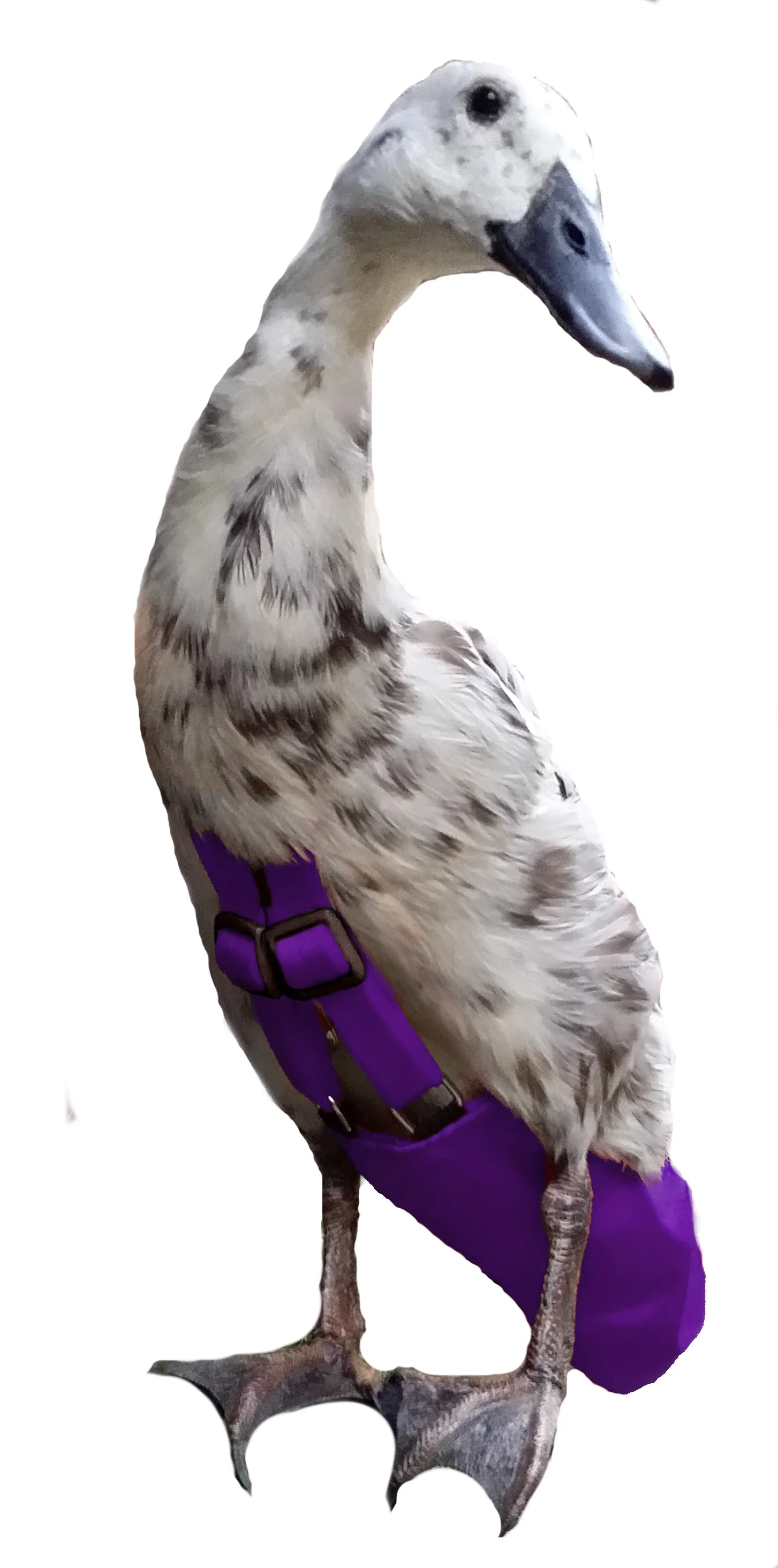 AmethystMing.jpg