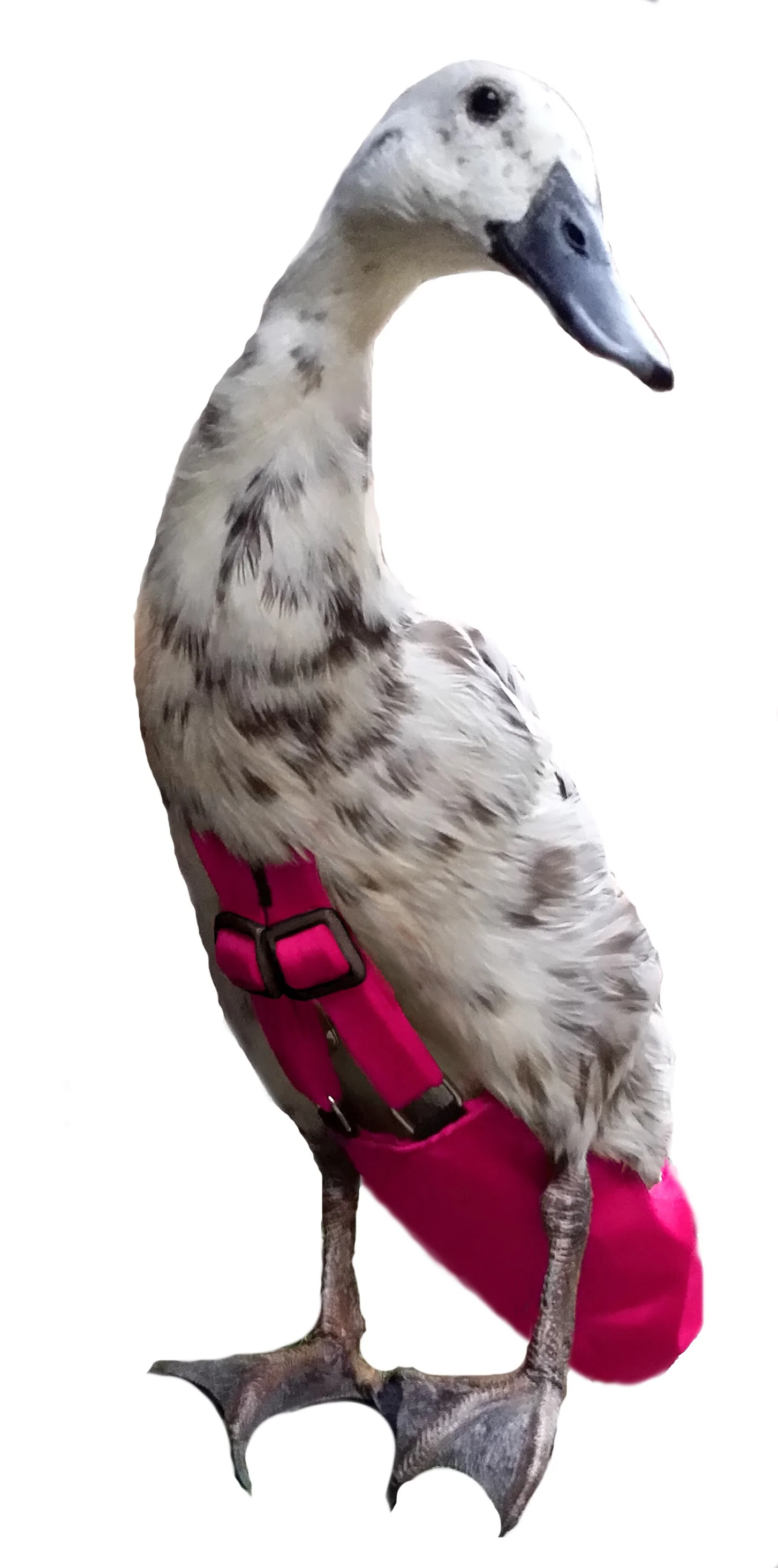 CeriseMing.jpg