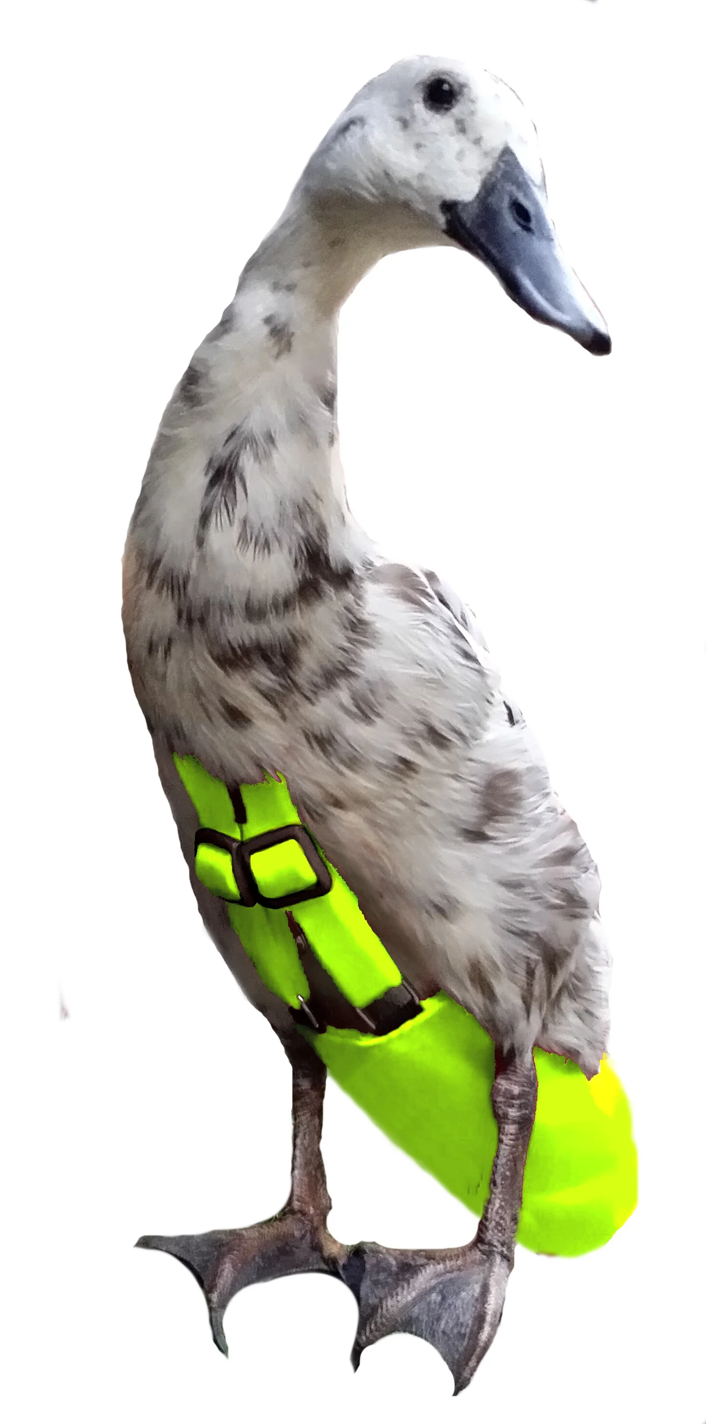 ChartrueseMing.jpg