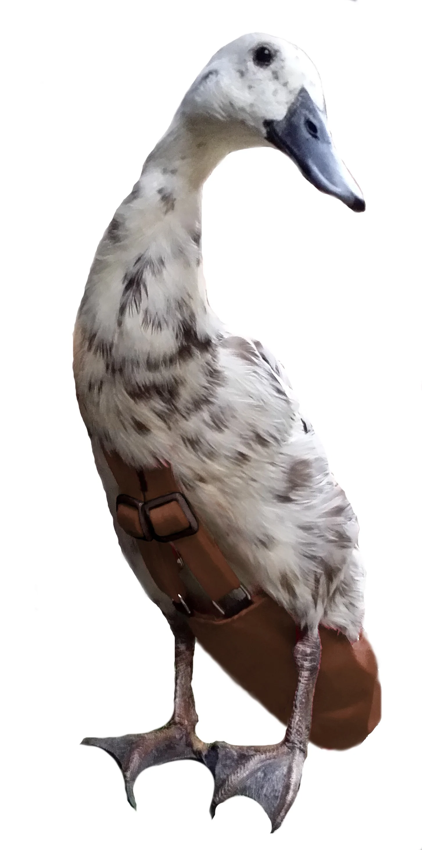CoffeeMing.jpg