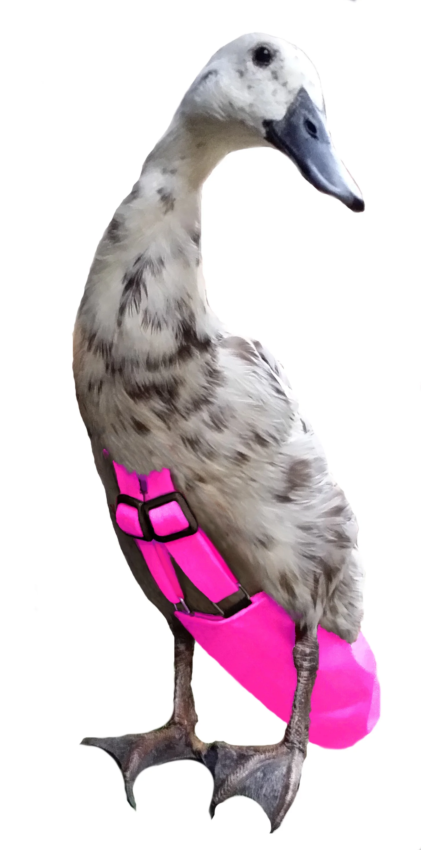 FlamingoMing.jpg