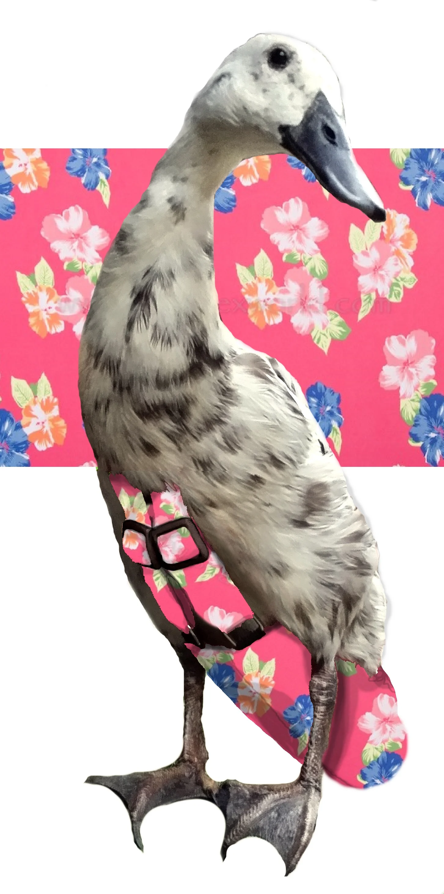 AmaranthMingpattern.jpg