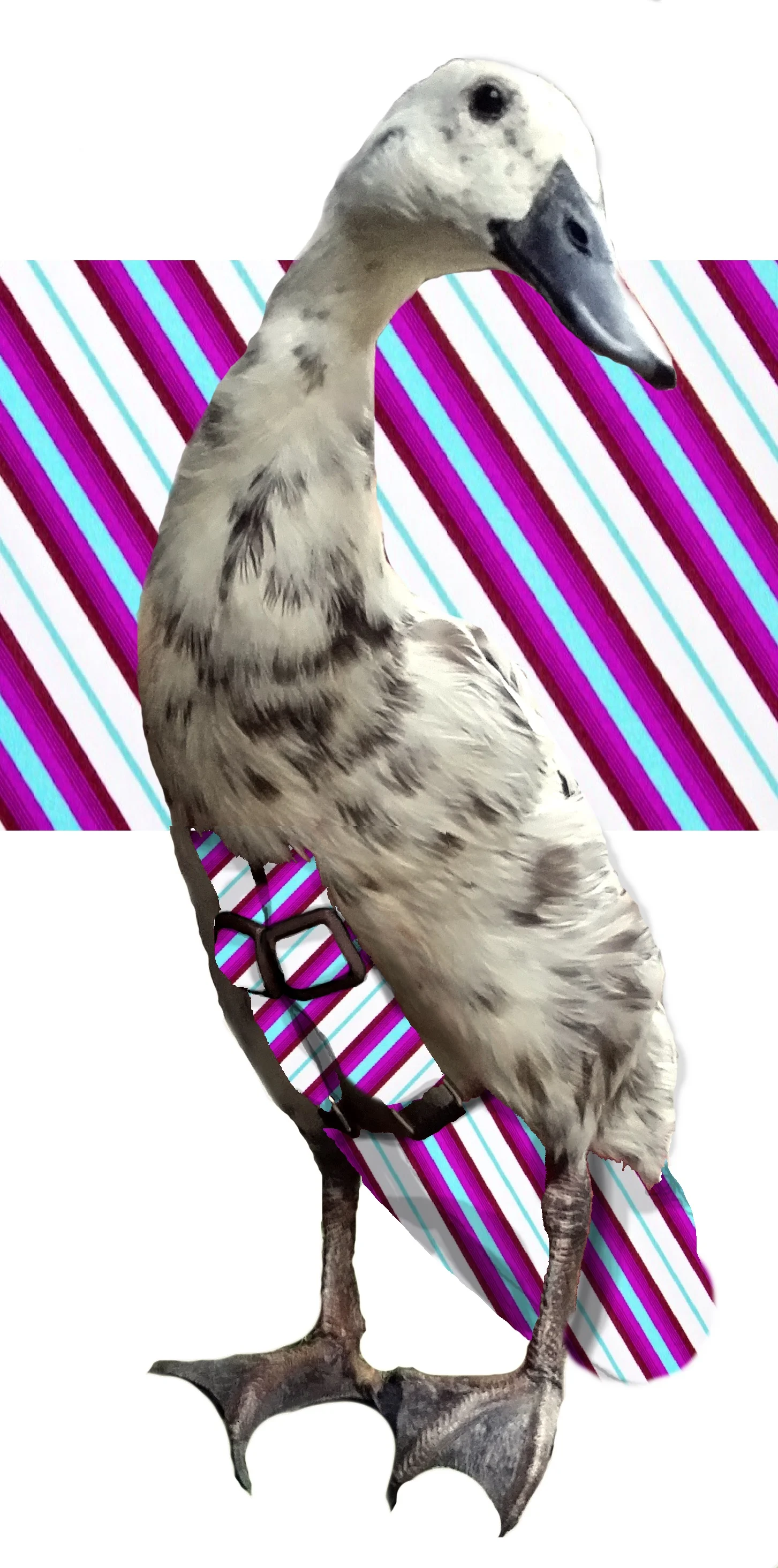 Beampattern.jpg