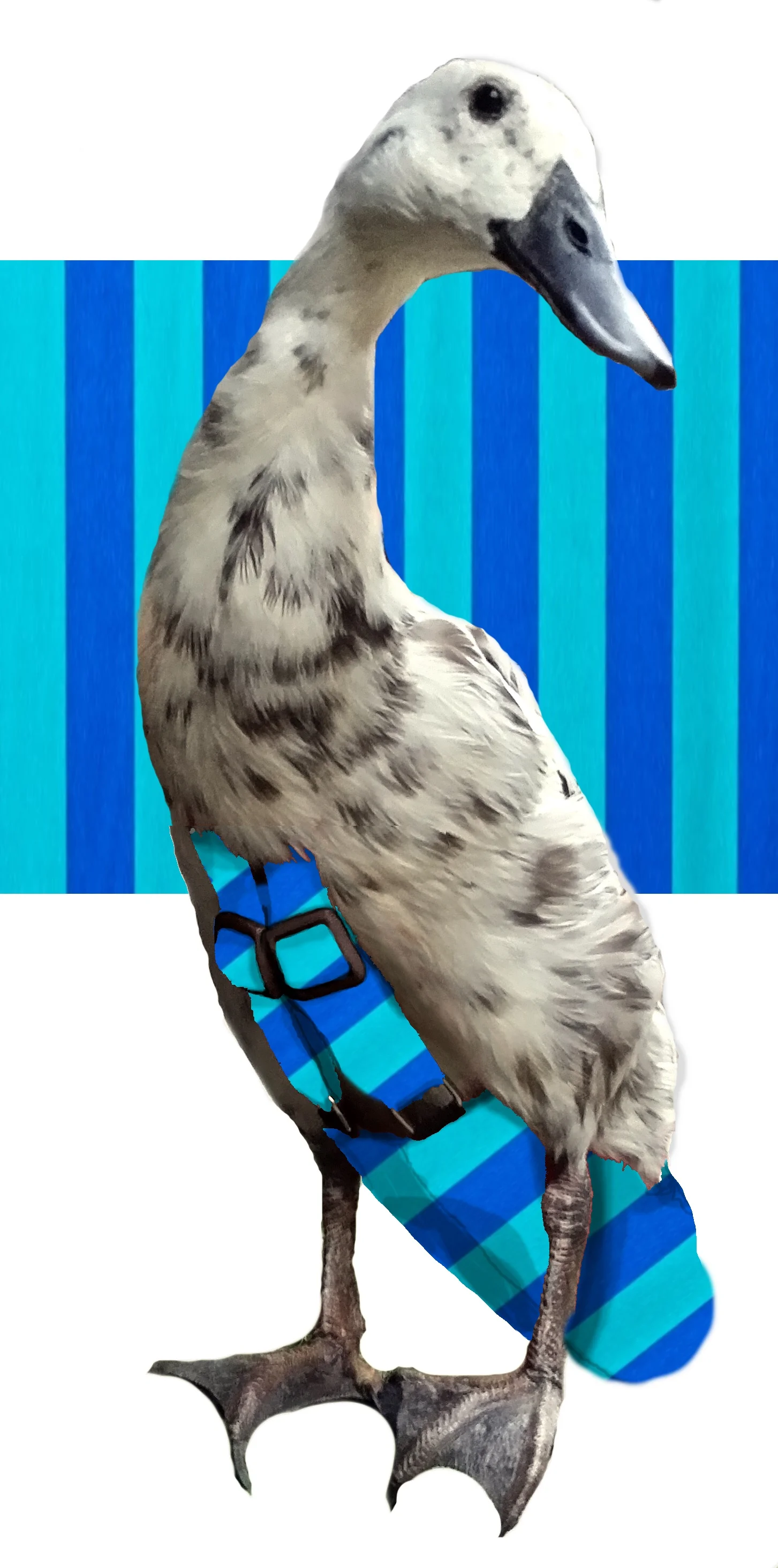 Cabanapattern.jpg