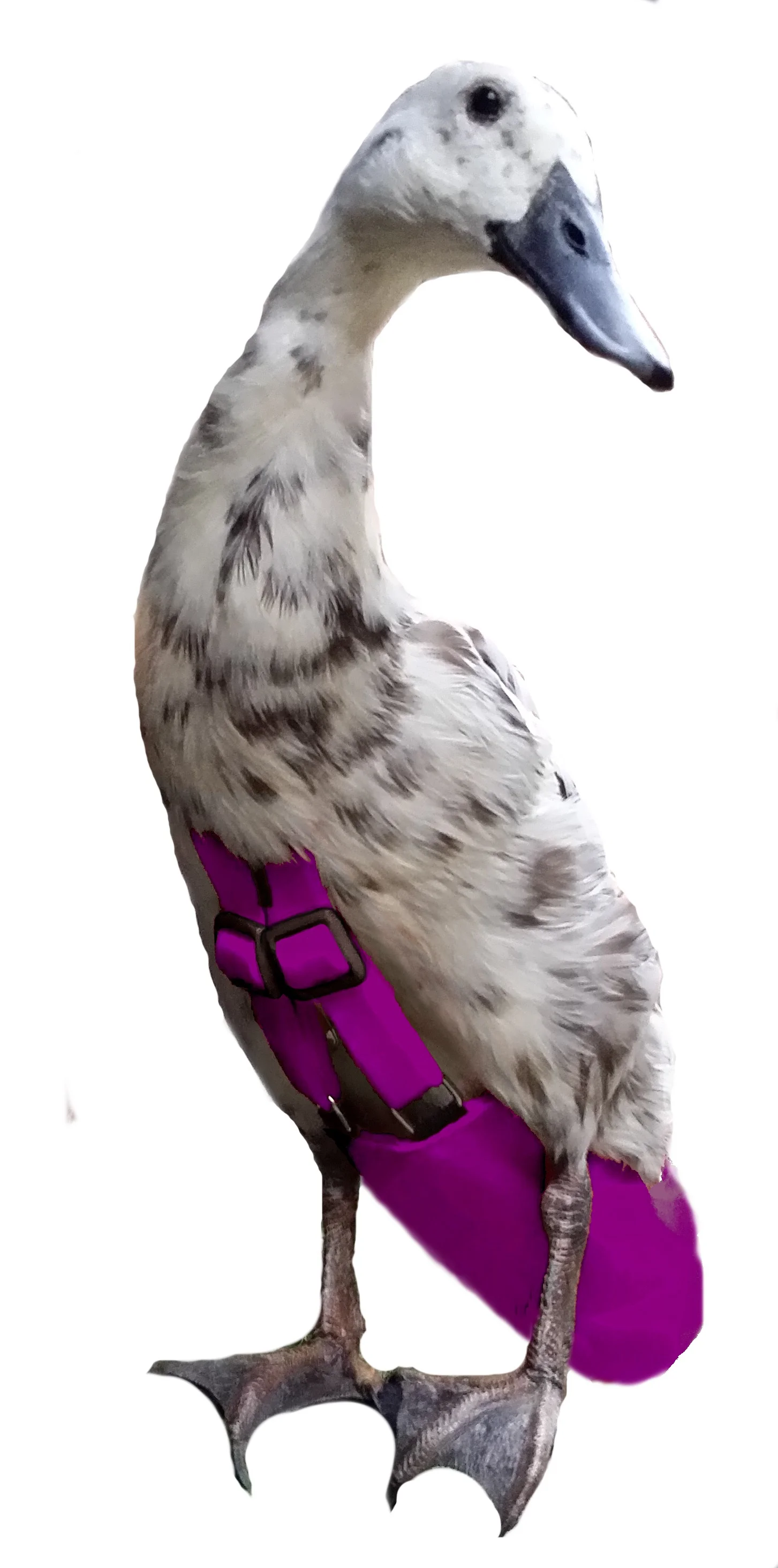 PlumMing.jpg
