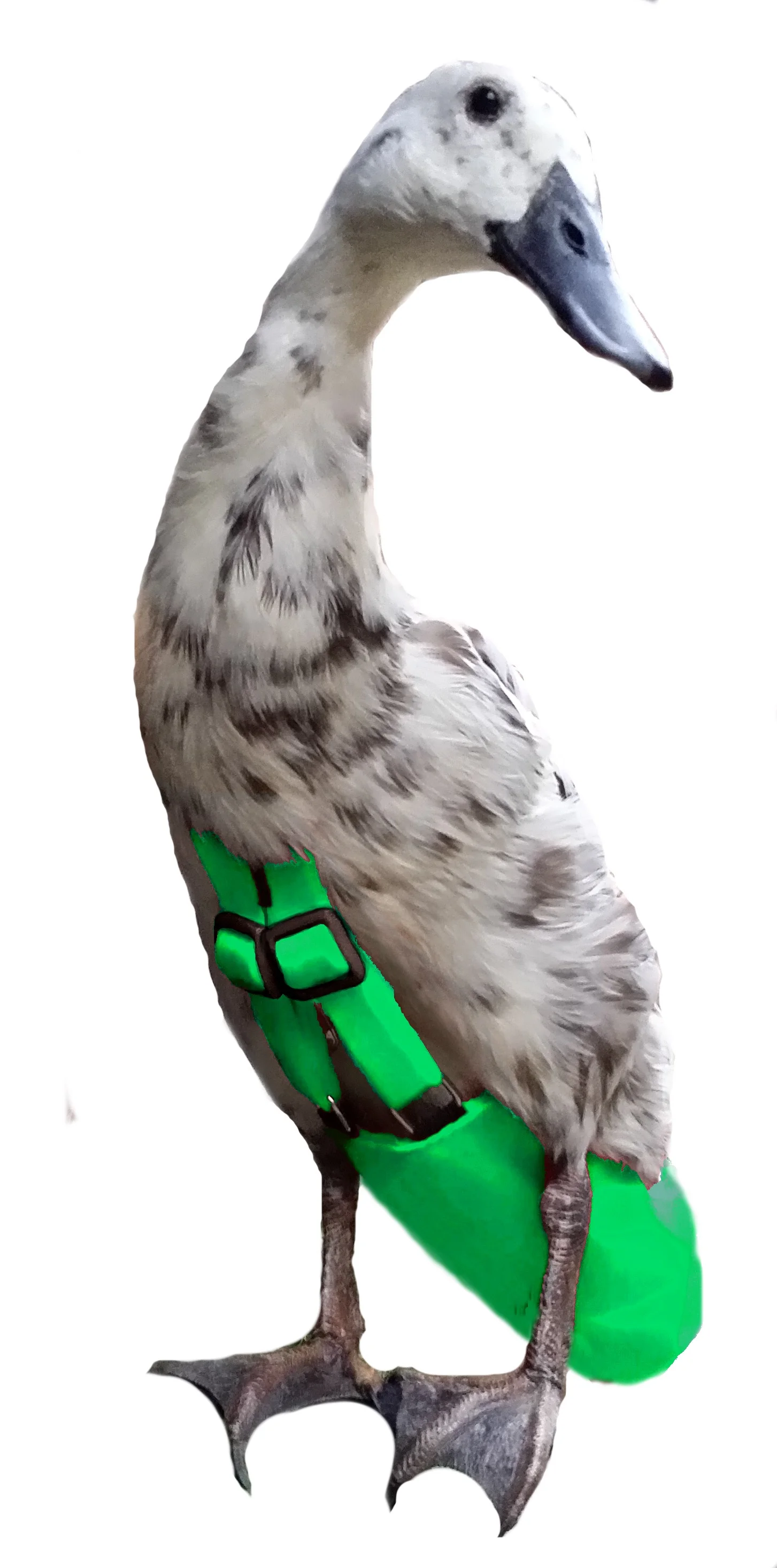 ShamrockMing.jpg