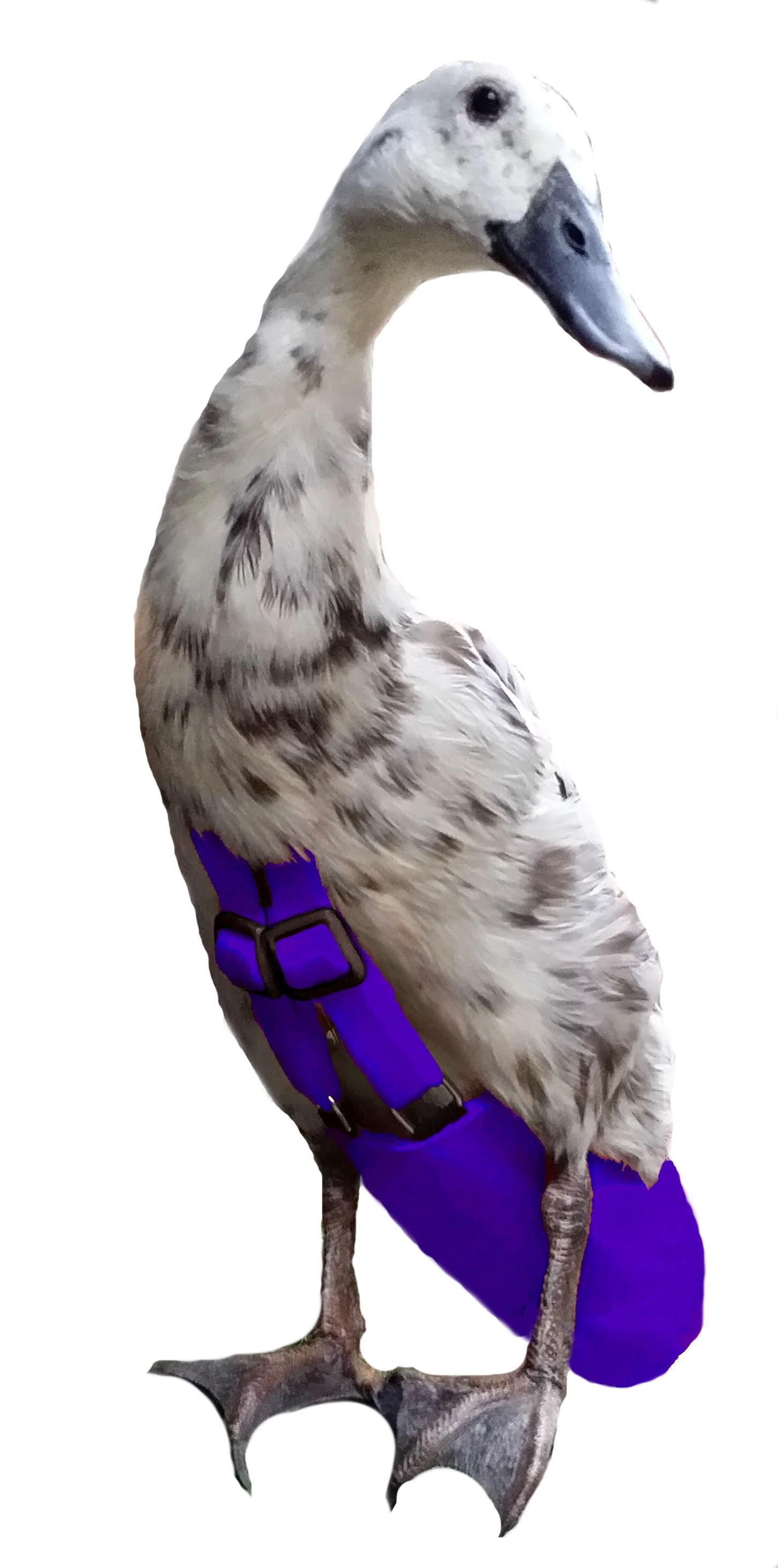 CobaltMing.jpg