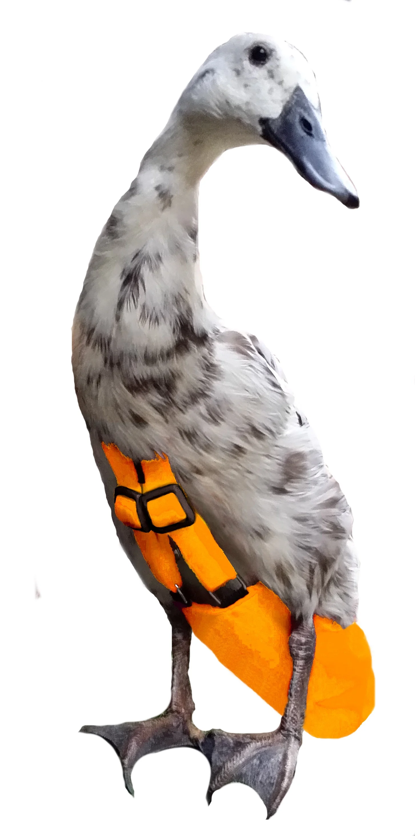 TangerineMing.jpg