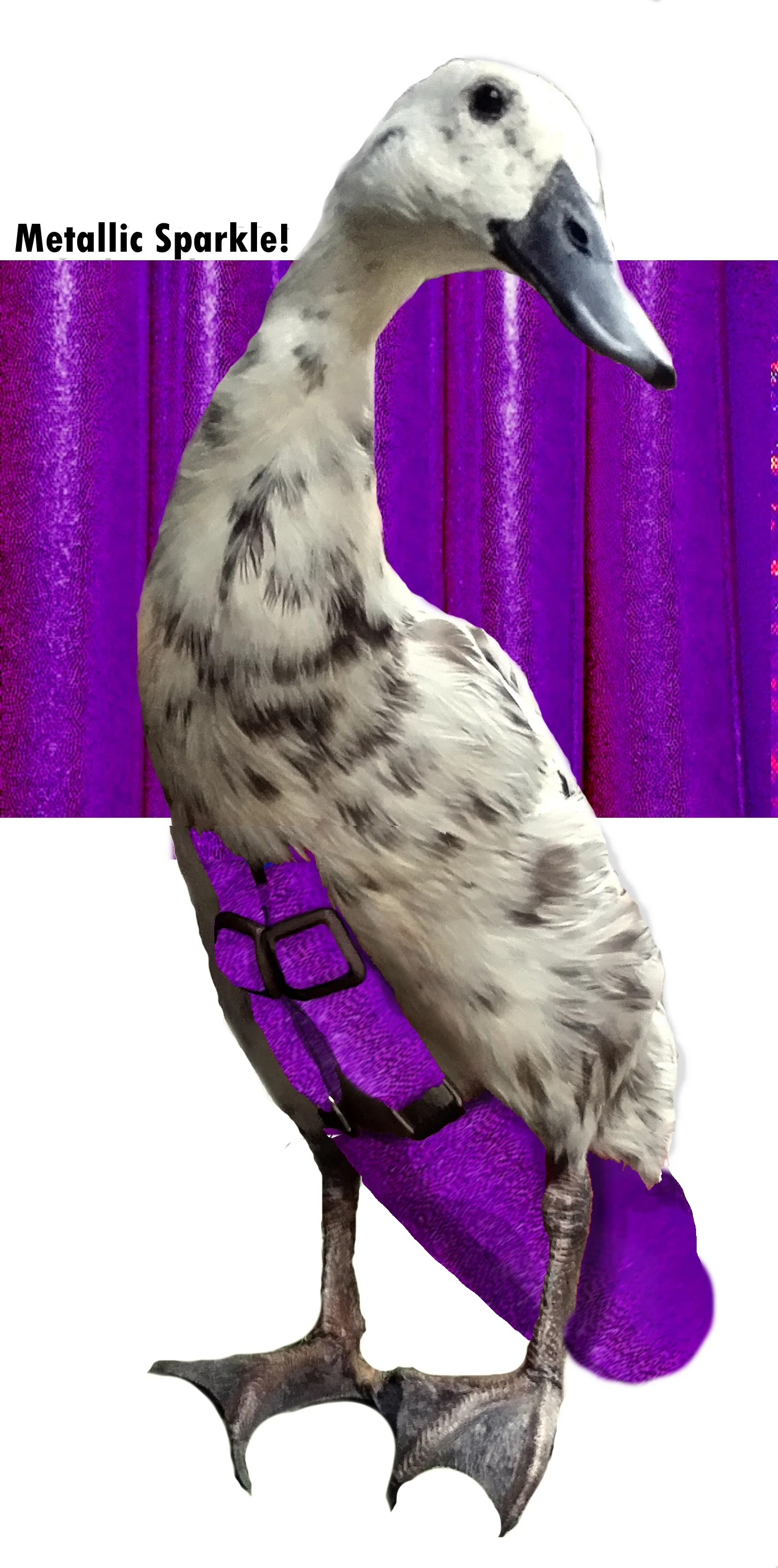 Tanzinite Purple.jpg